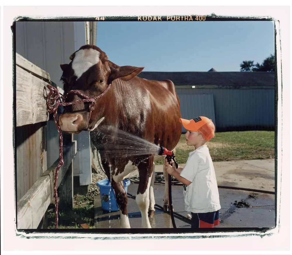 Kid Washing Cow