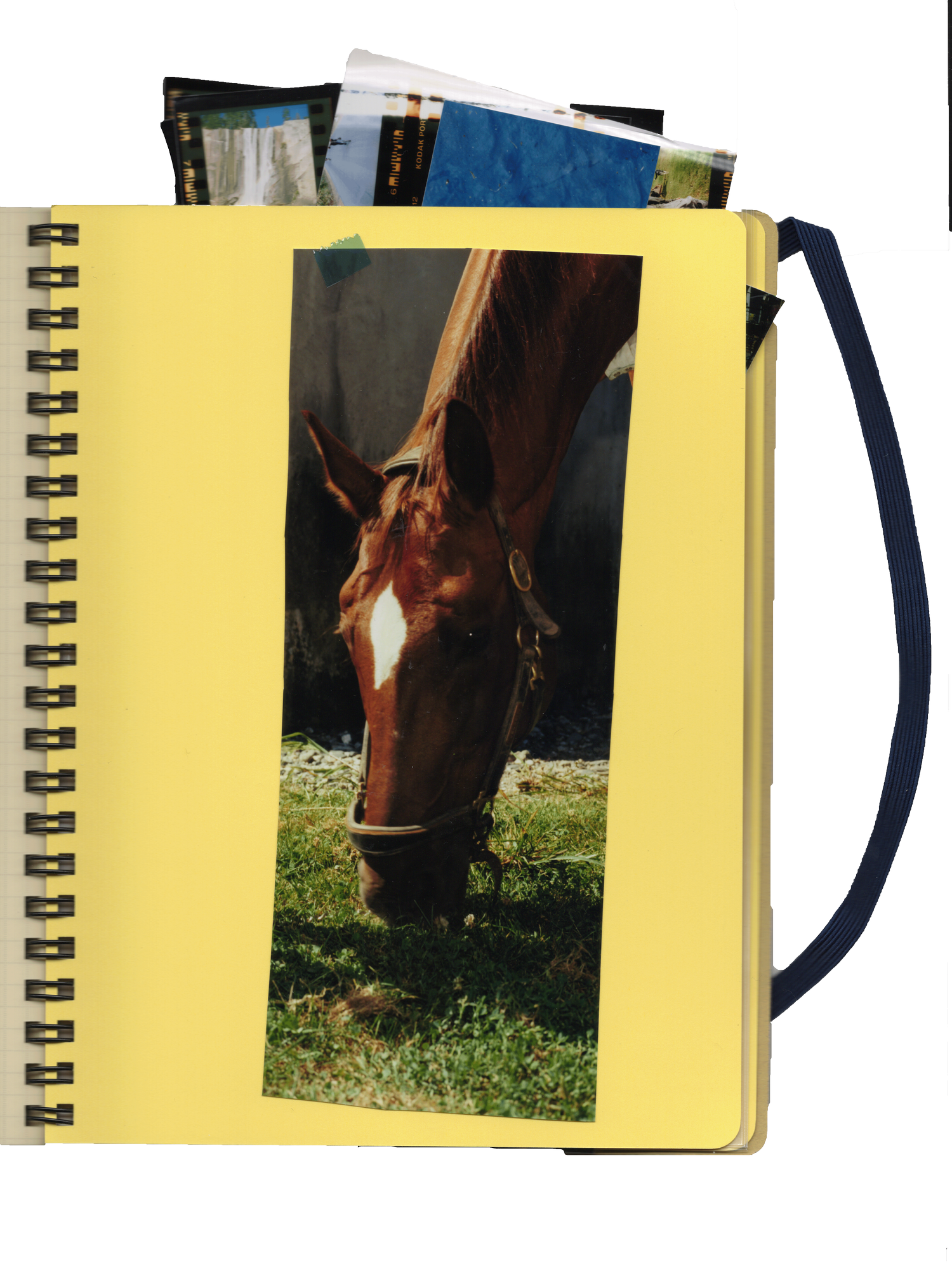Notebook V2 horse page