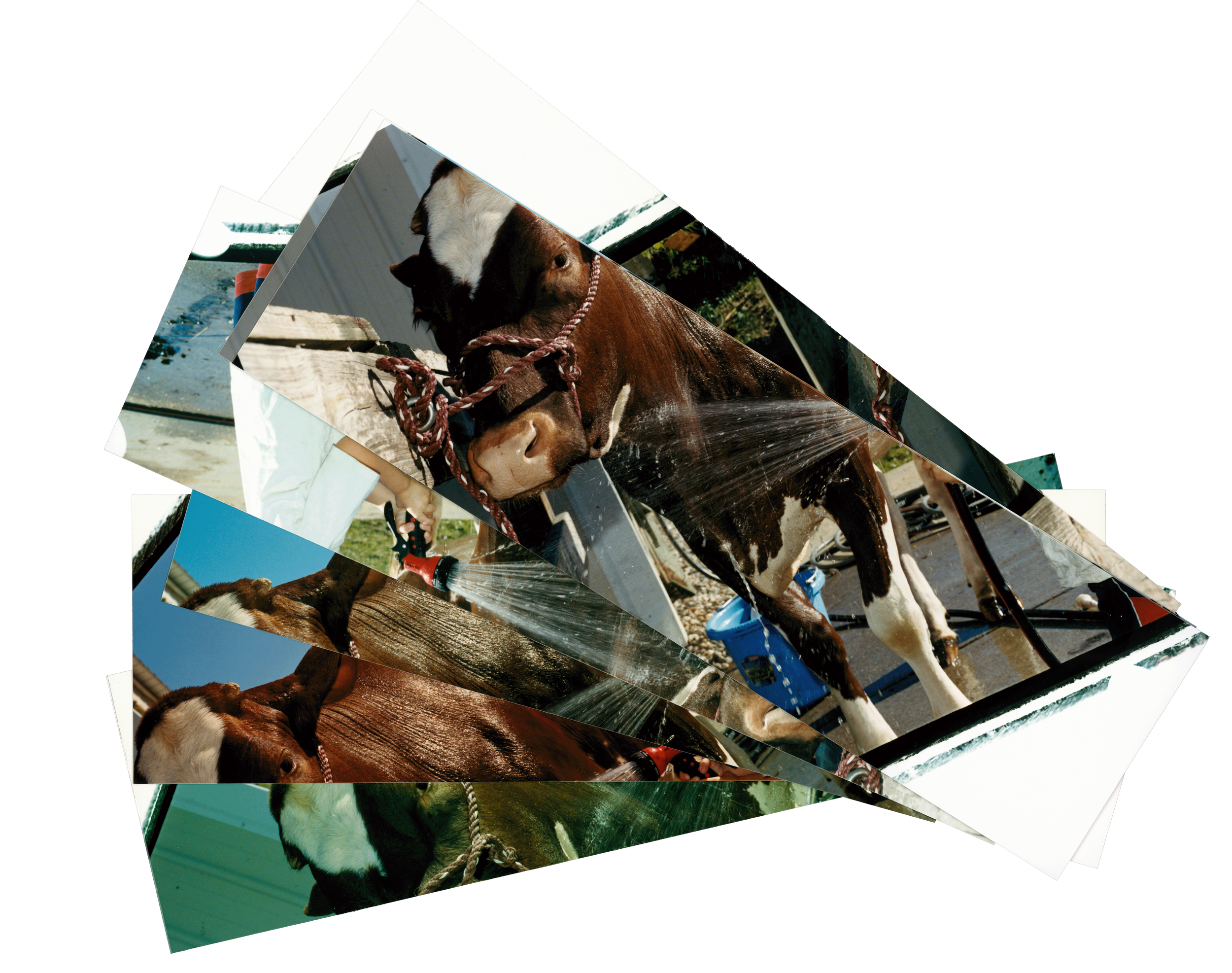 cow washing strips.png