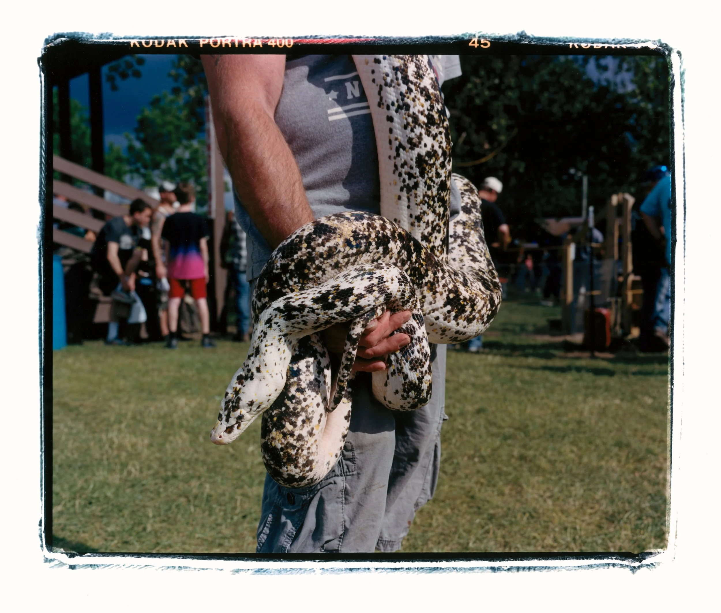 The 10 Foot Cow Reticulated Python.jpg