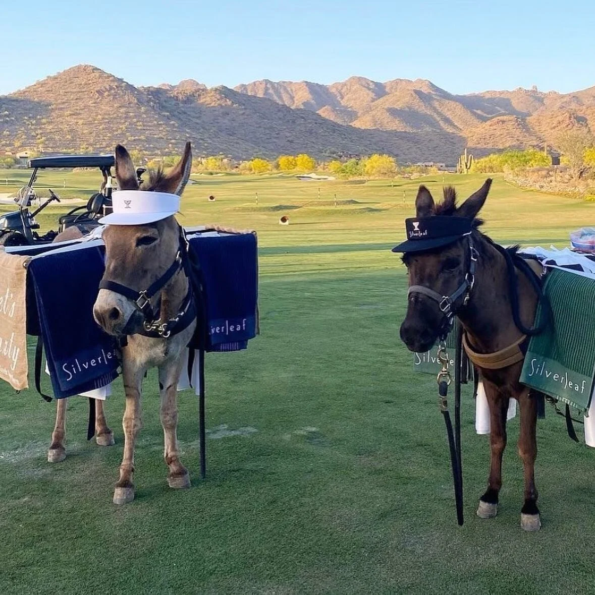 We love Silverleaf&rsquo;s property, lovely members, and amazing staff in Scottsdale. It is our pleasure to have a permanent presence this beautiful paradise!