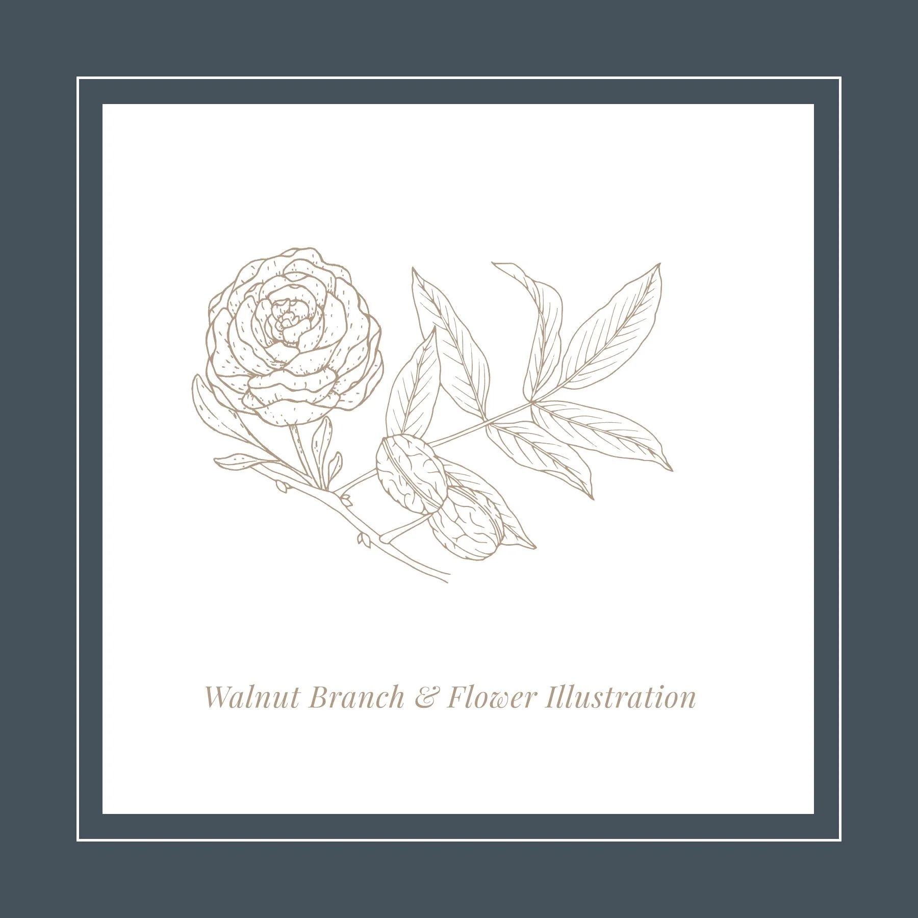 WH Walnut Branch and Flower Illustration.jpg