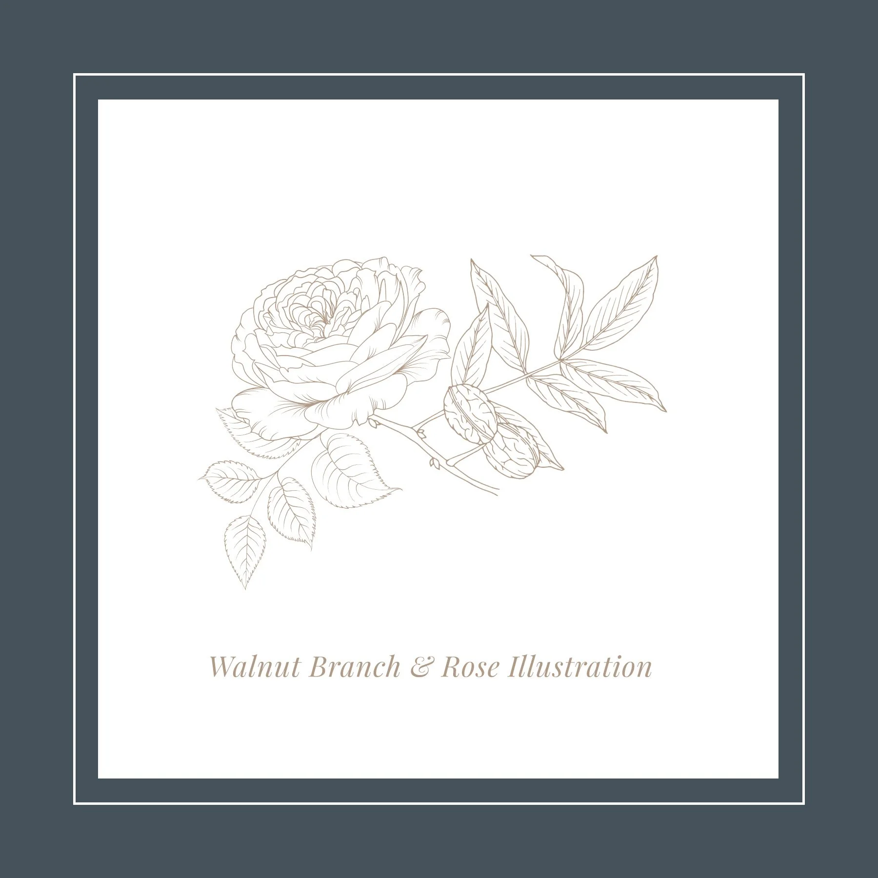 WH Walnut Branch and Rose Illustration.jpg