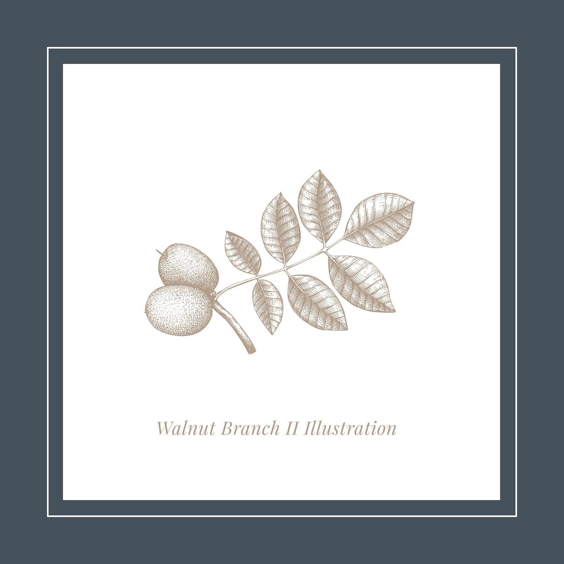 WH Walnut Branch II Illustration.jpg
