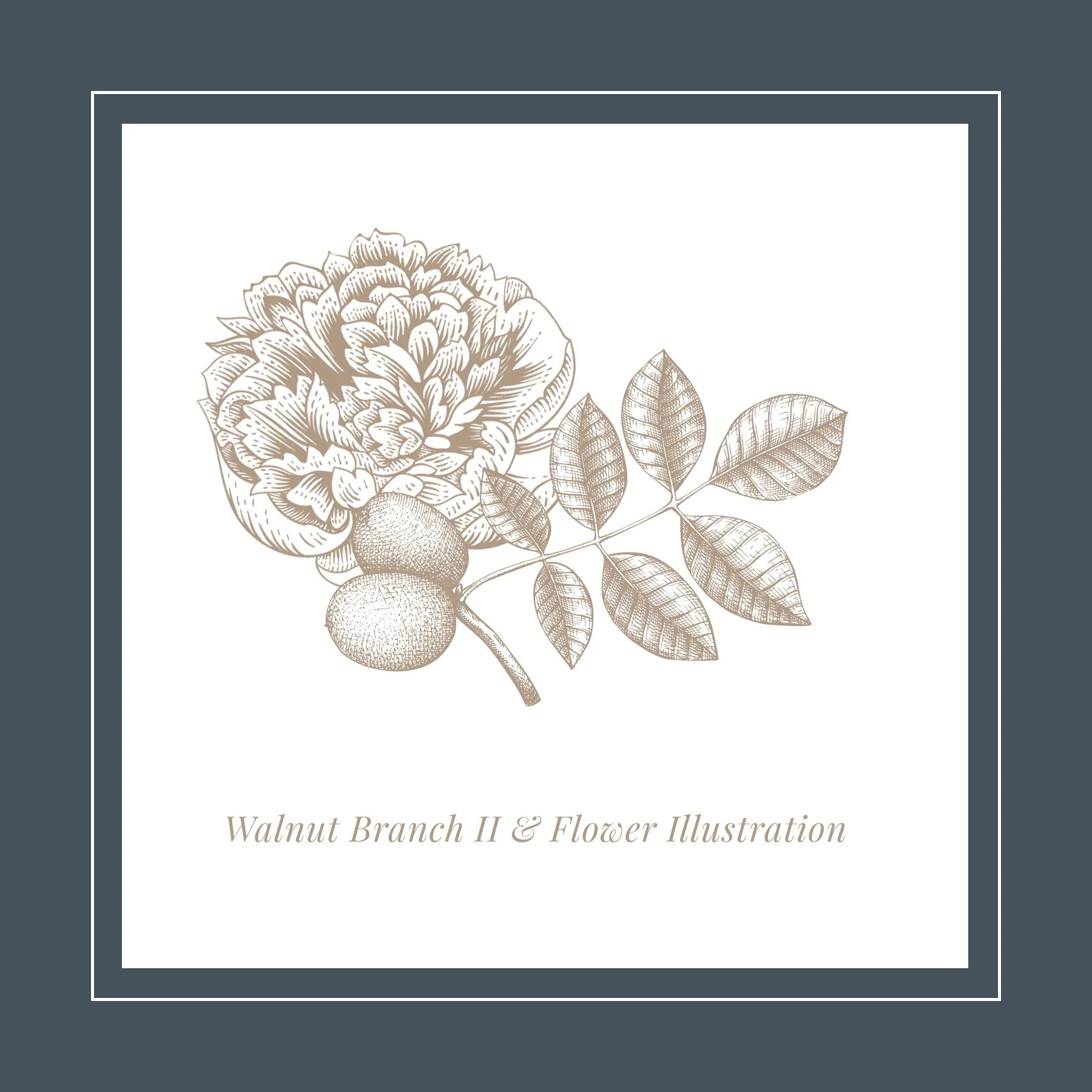 WH Walnut Branch II and Flower Ilustration.jpg
