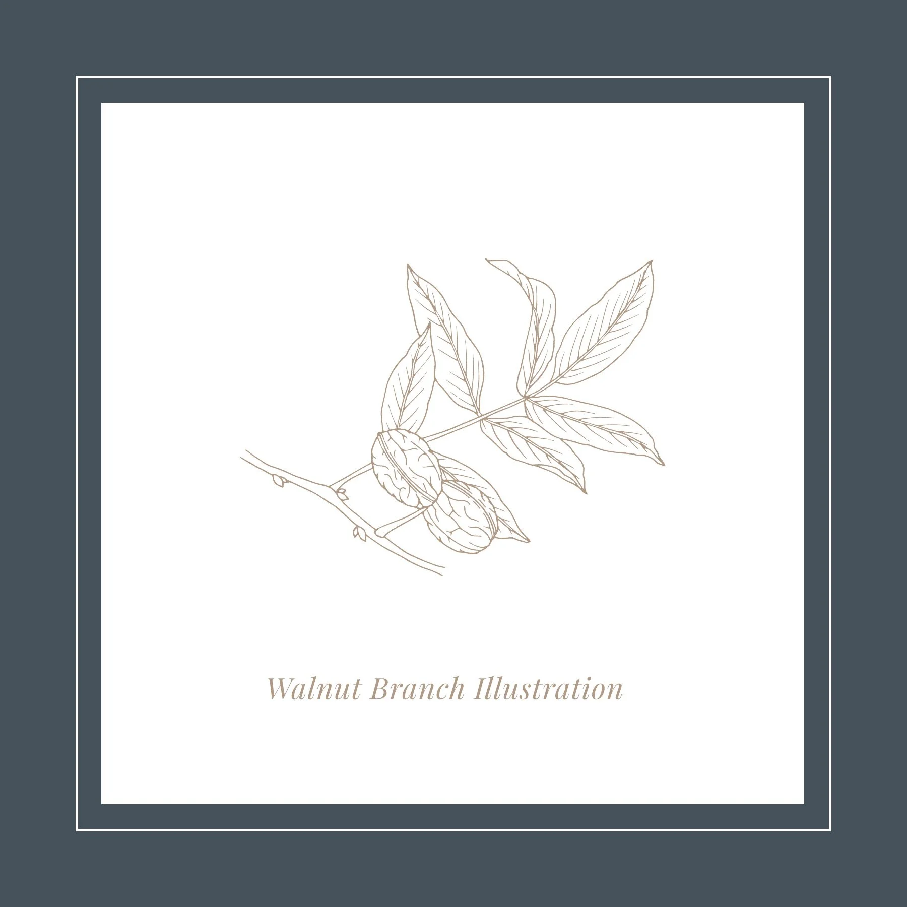 WH Walnut Branch Illustration.jpg