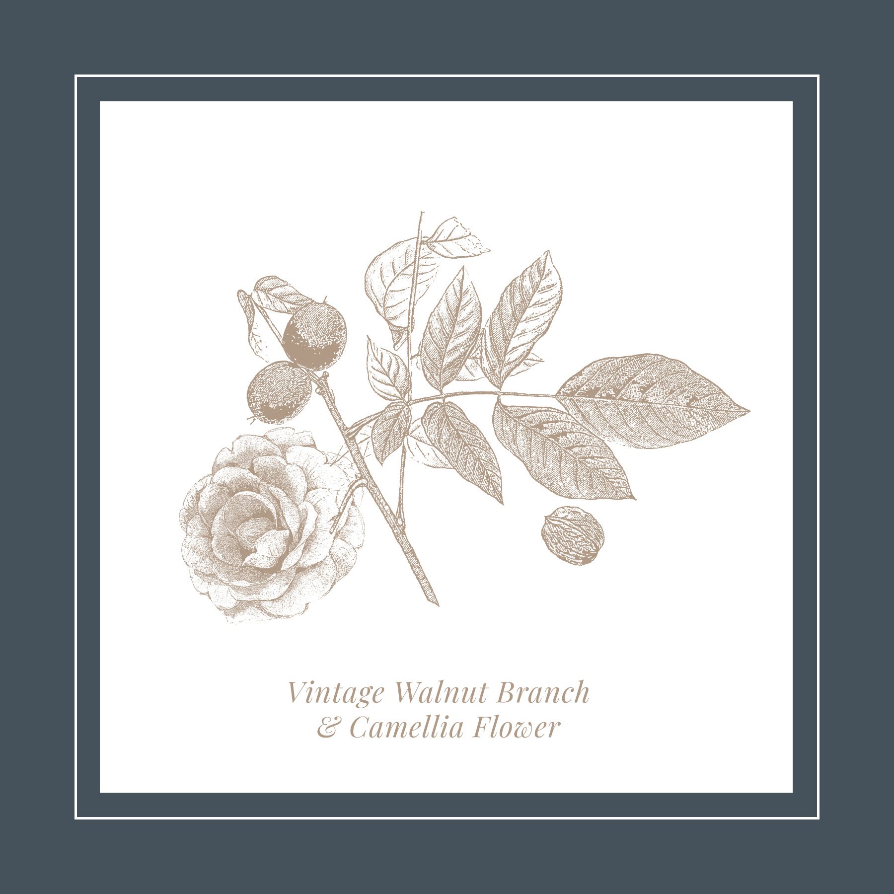 WH botanical walnut branch and camellia.jpg