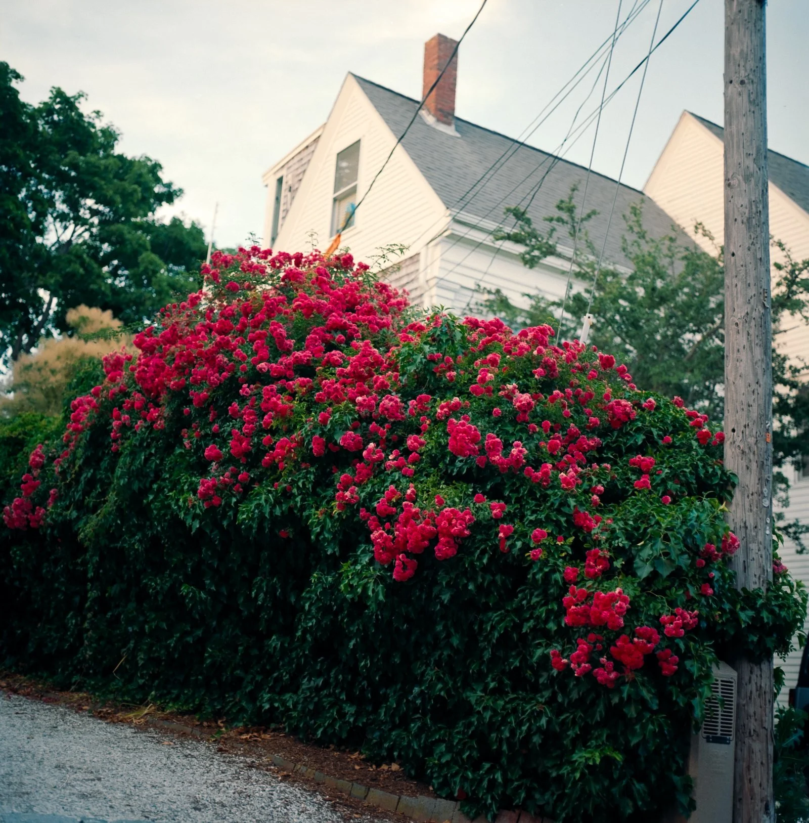 Beach Roses in Provincetown - Cape Cod - July 2026