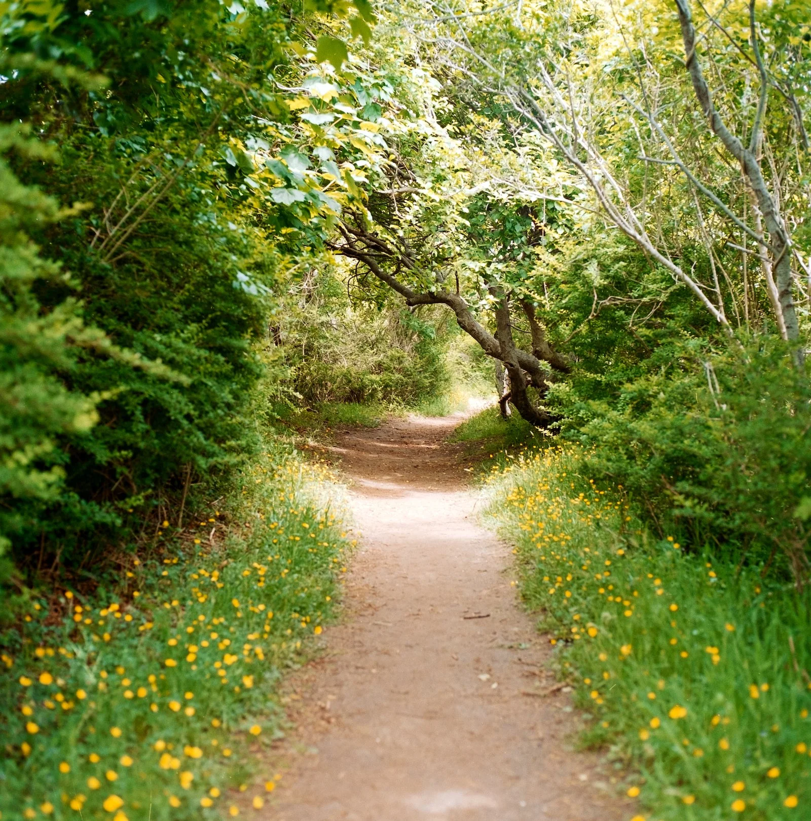 Wooded Path in Siasconset - Nantucket - May 2026