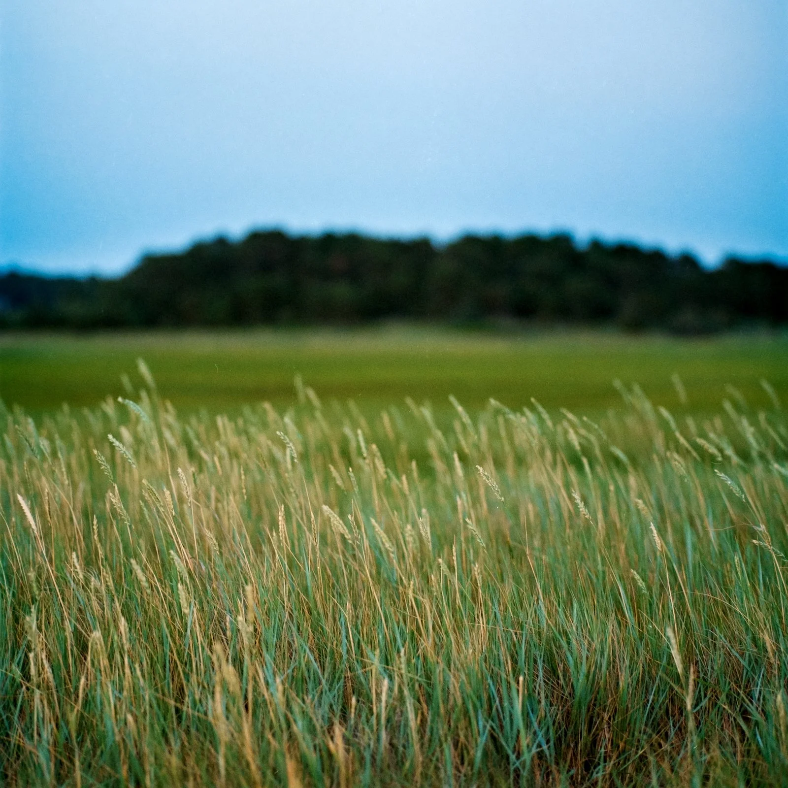 Grass at Blue Hour - Cape Cod - July 2026