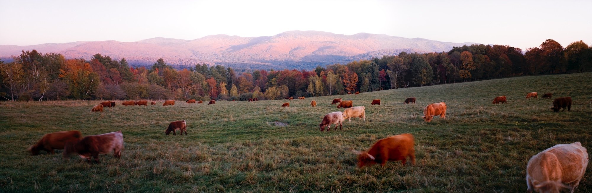 Highland Pasture - Vermont - October 2025