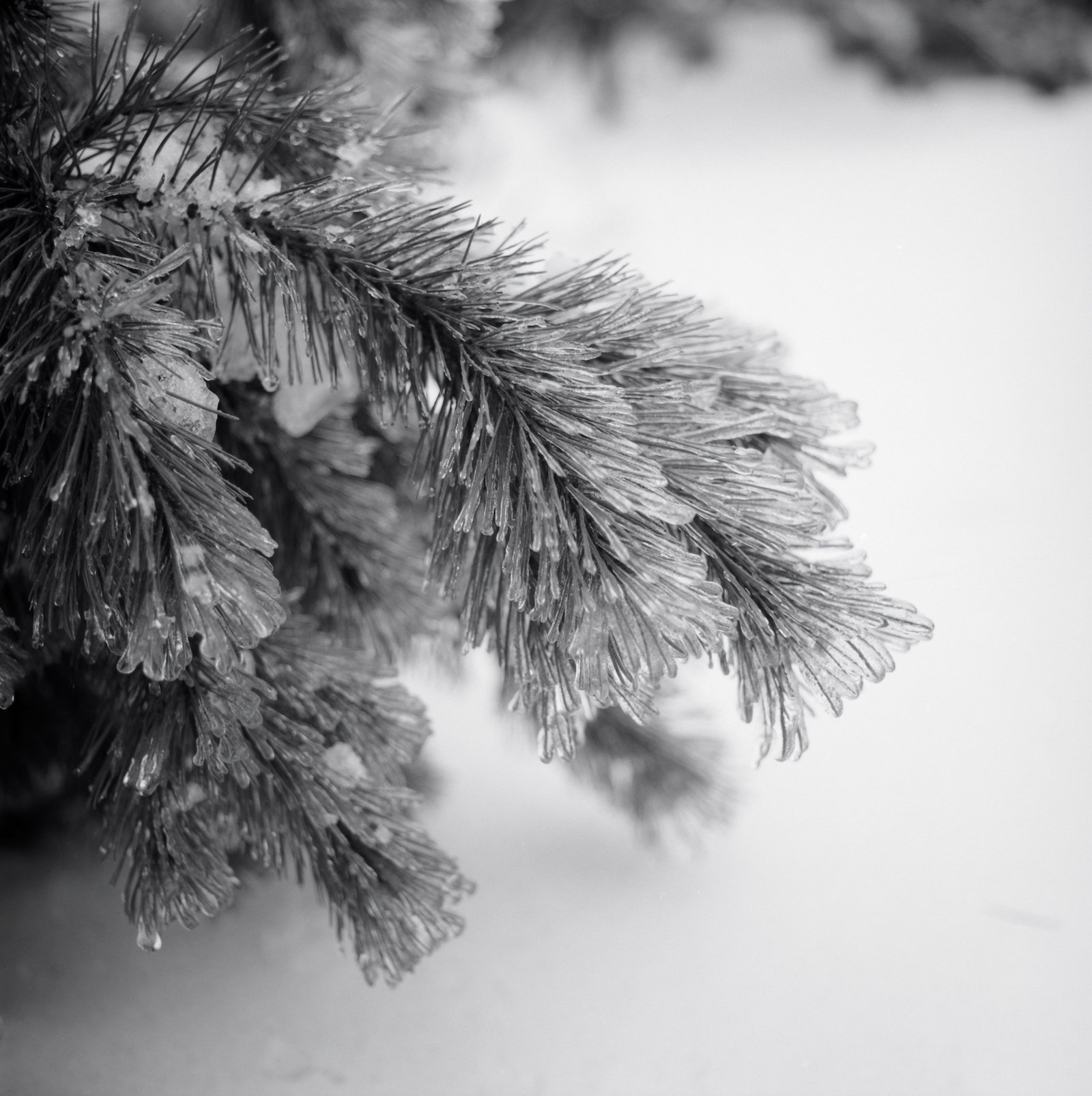 Frozen Pine - Vermont - December 2025