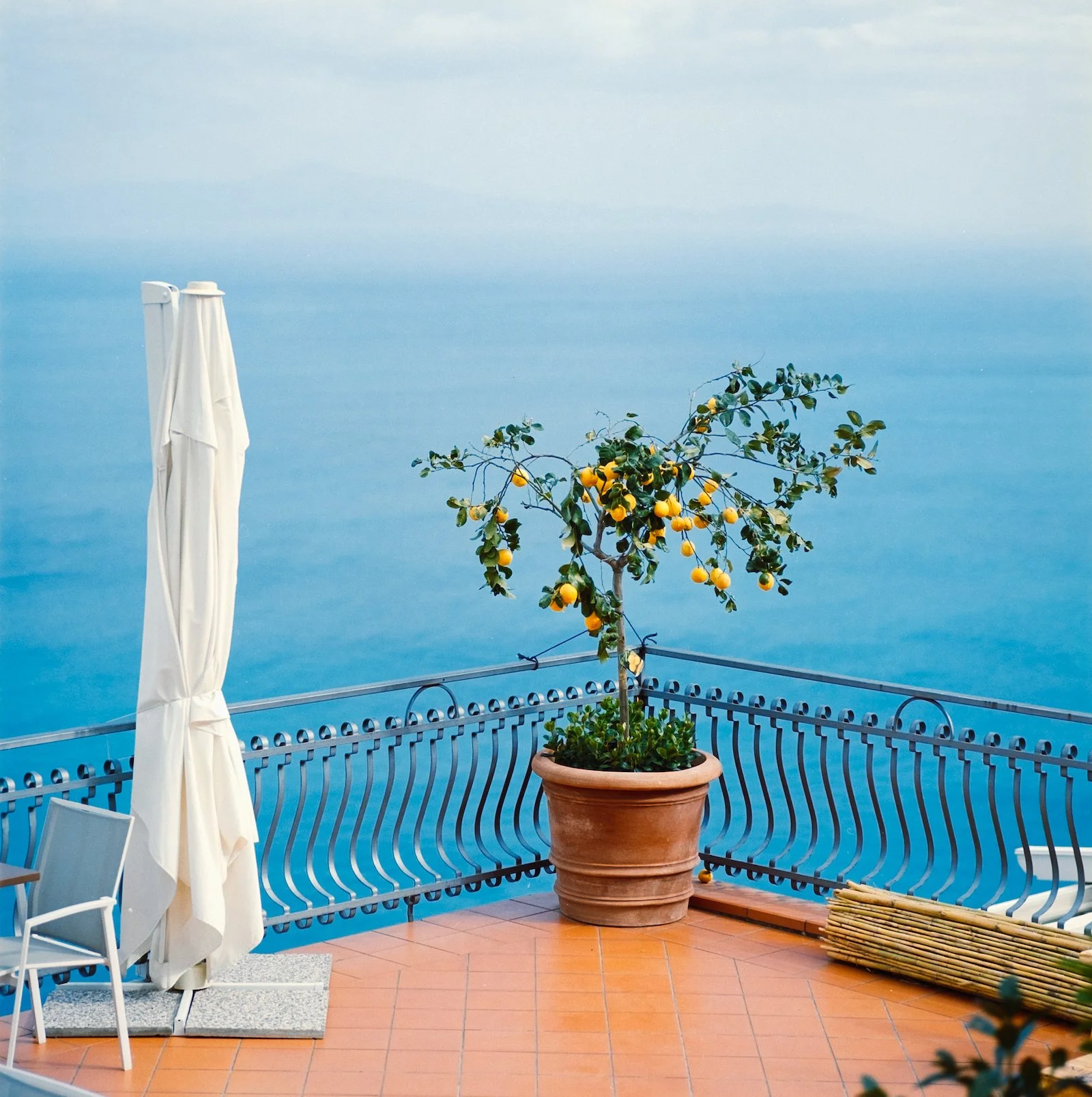 Lemon Tree - Italy - April 2026