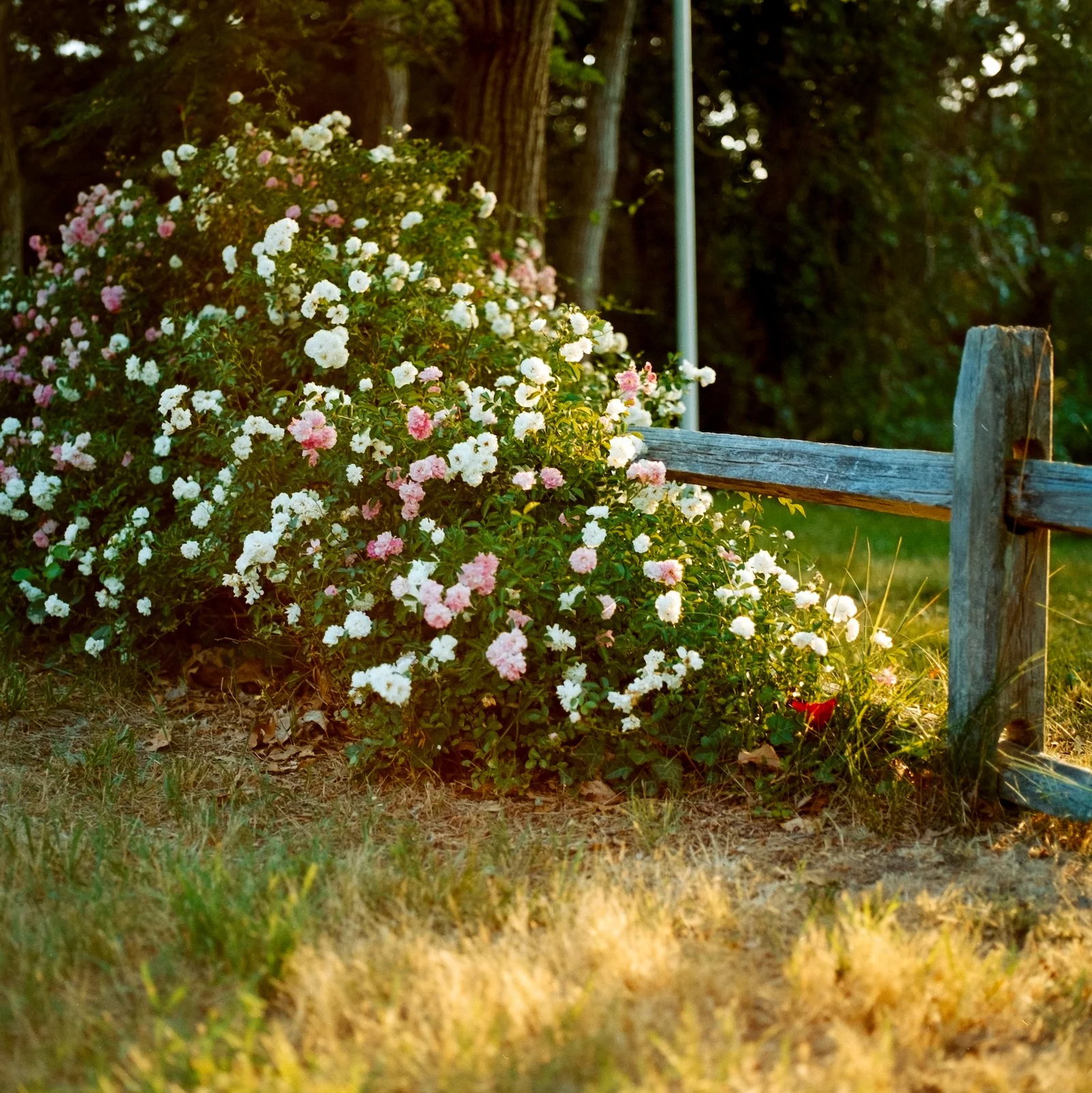 Cape Cod Flowers - Cape Cod - July 2026