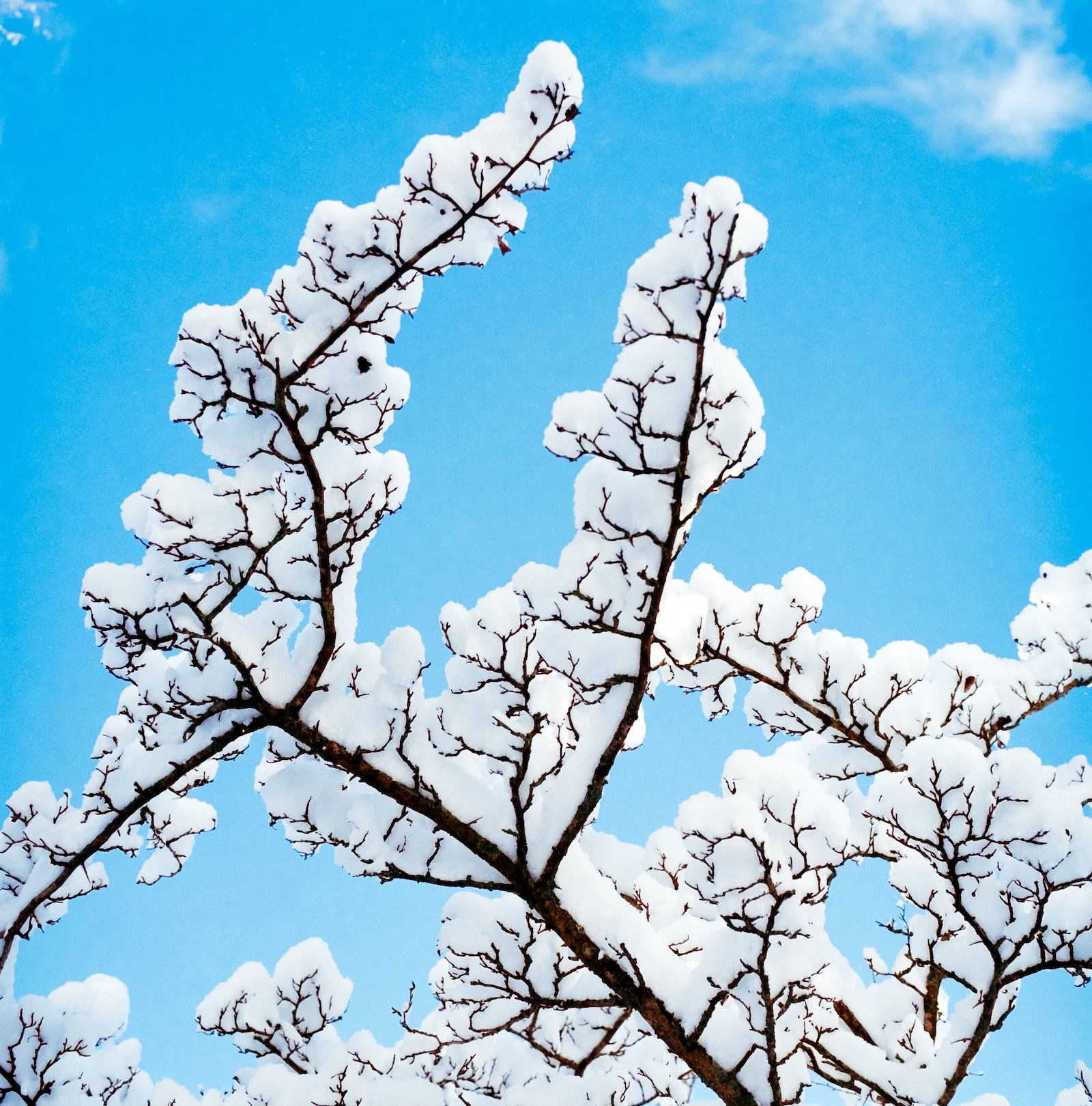 Tree Branch - Boston - January 2026