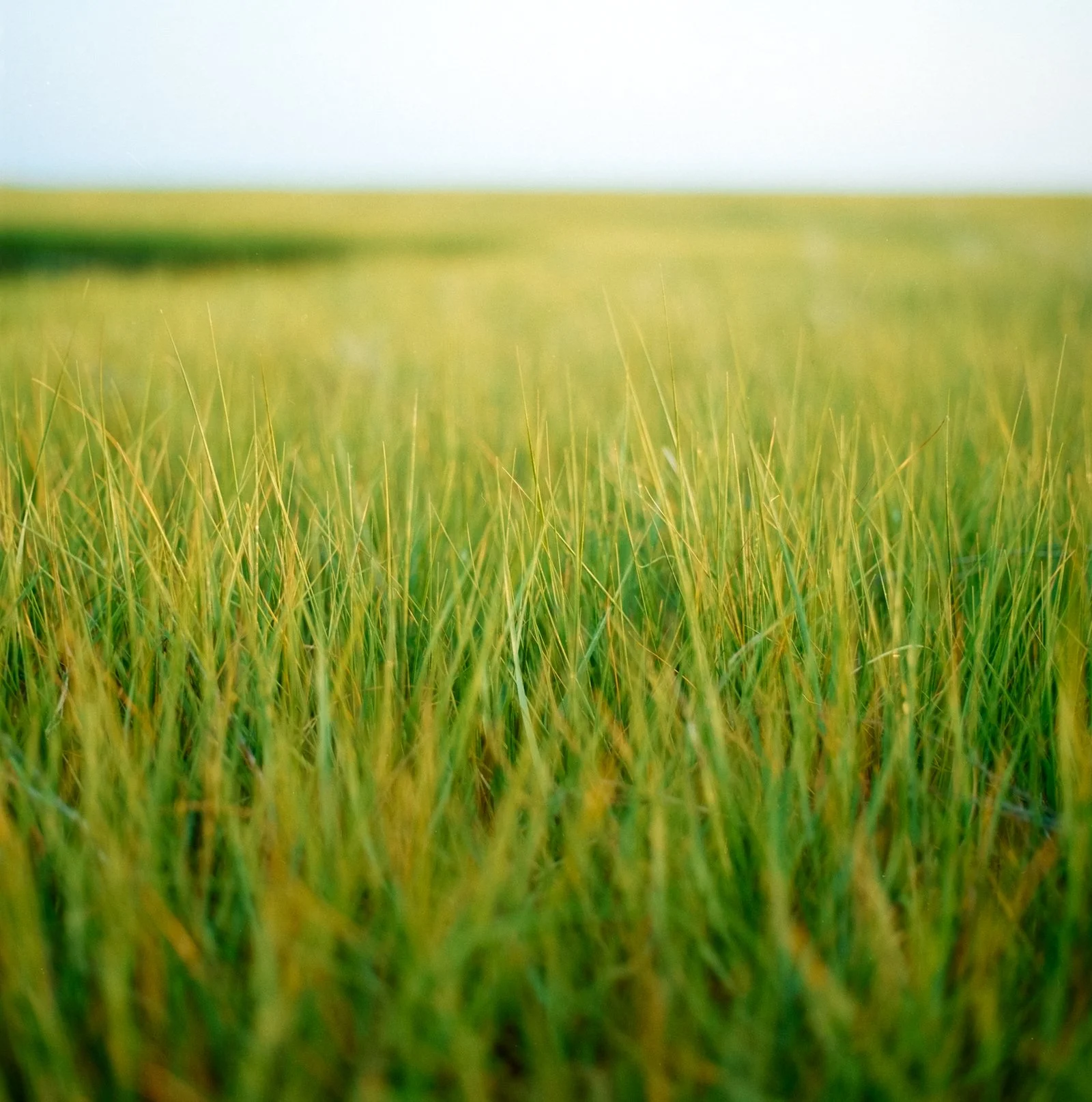 Marsh Grass - Cape Cod - July 2026
