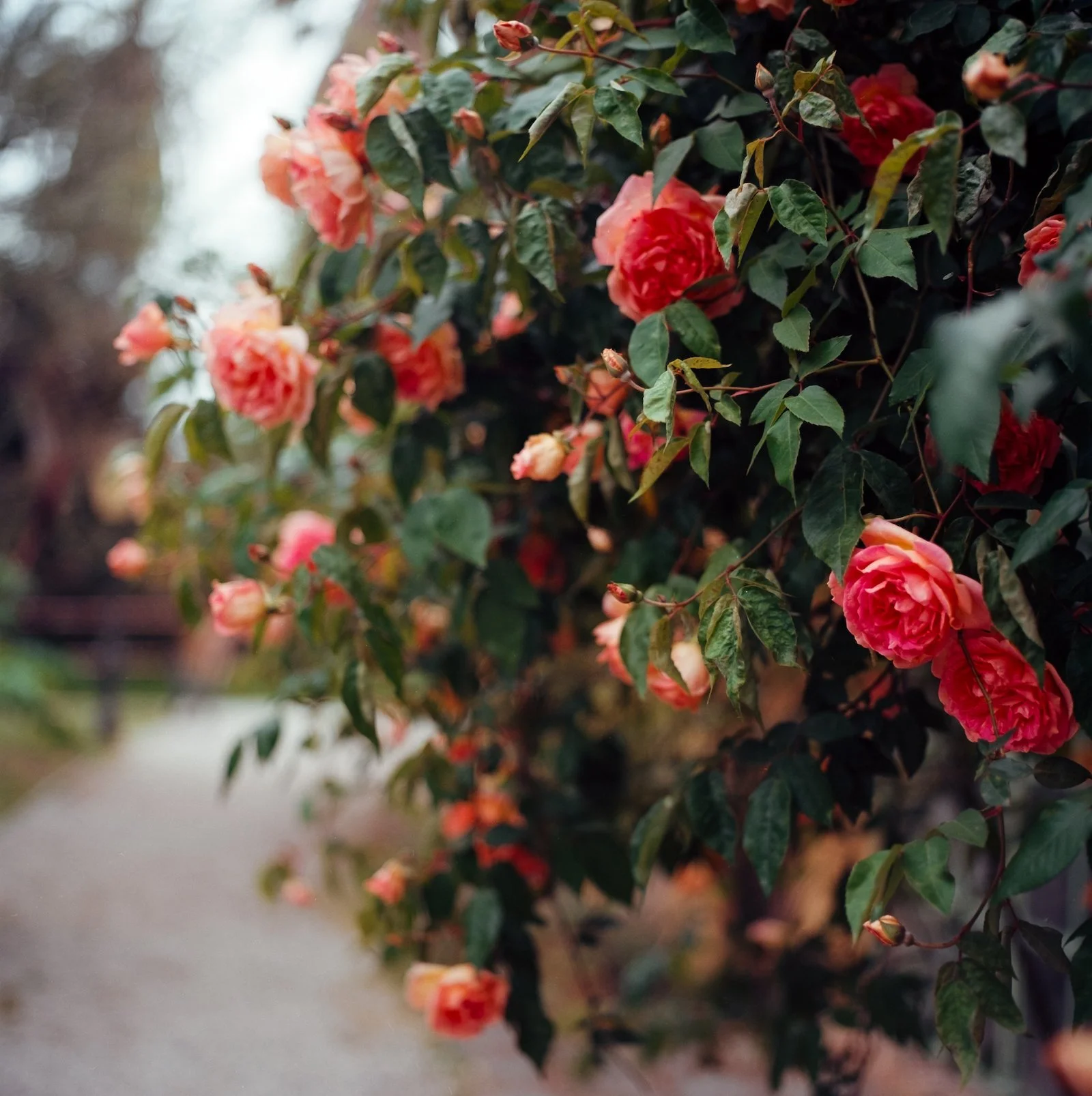Roses in Rome - Italy - April 2026