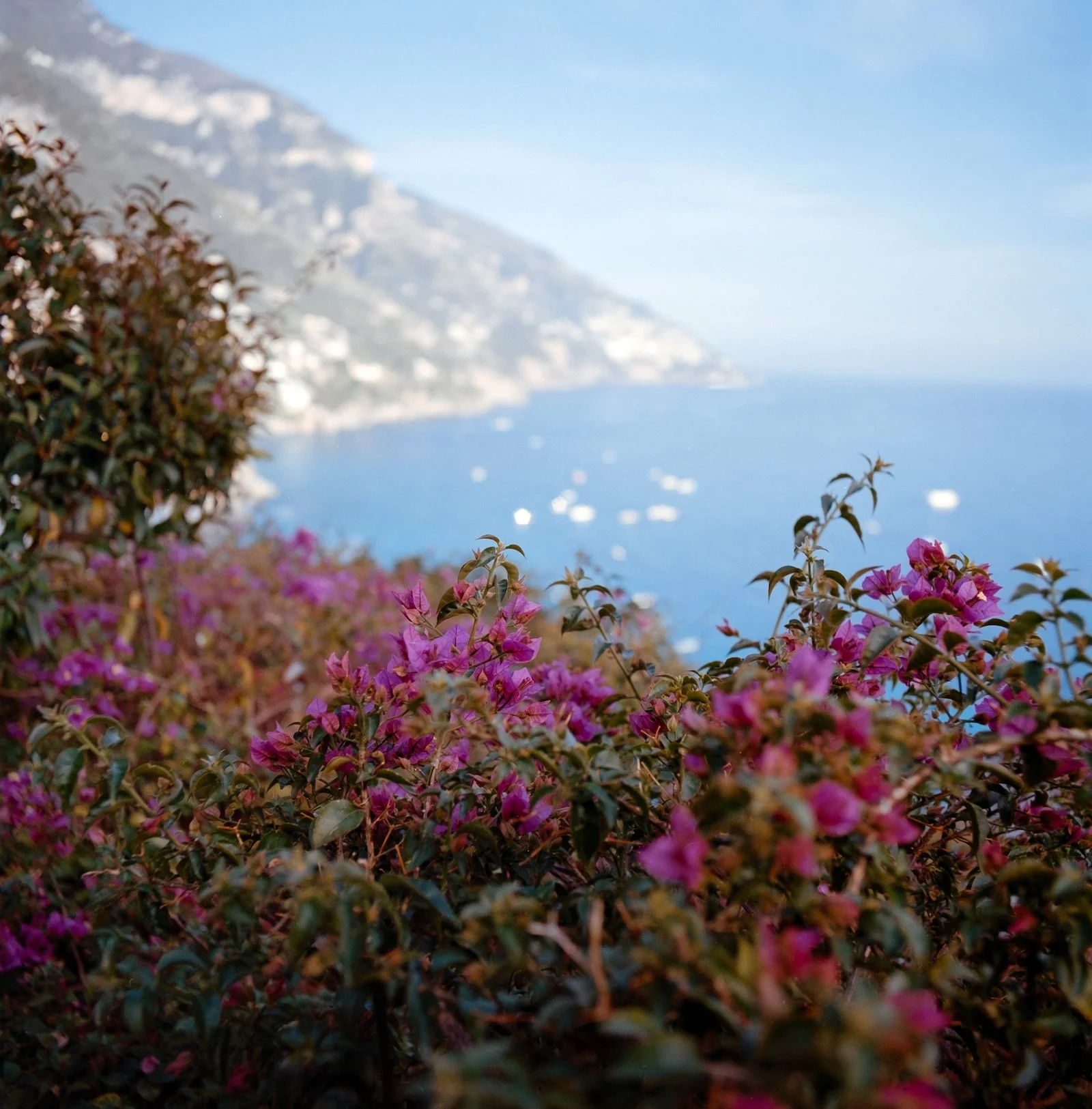 Amalfi Flowers - Italy - April 2026