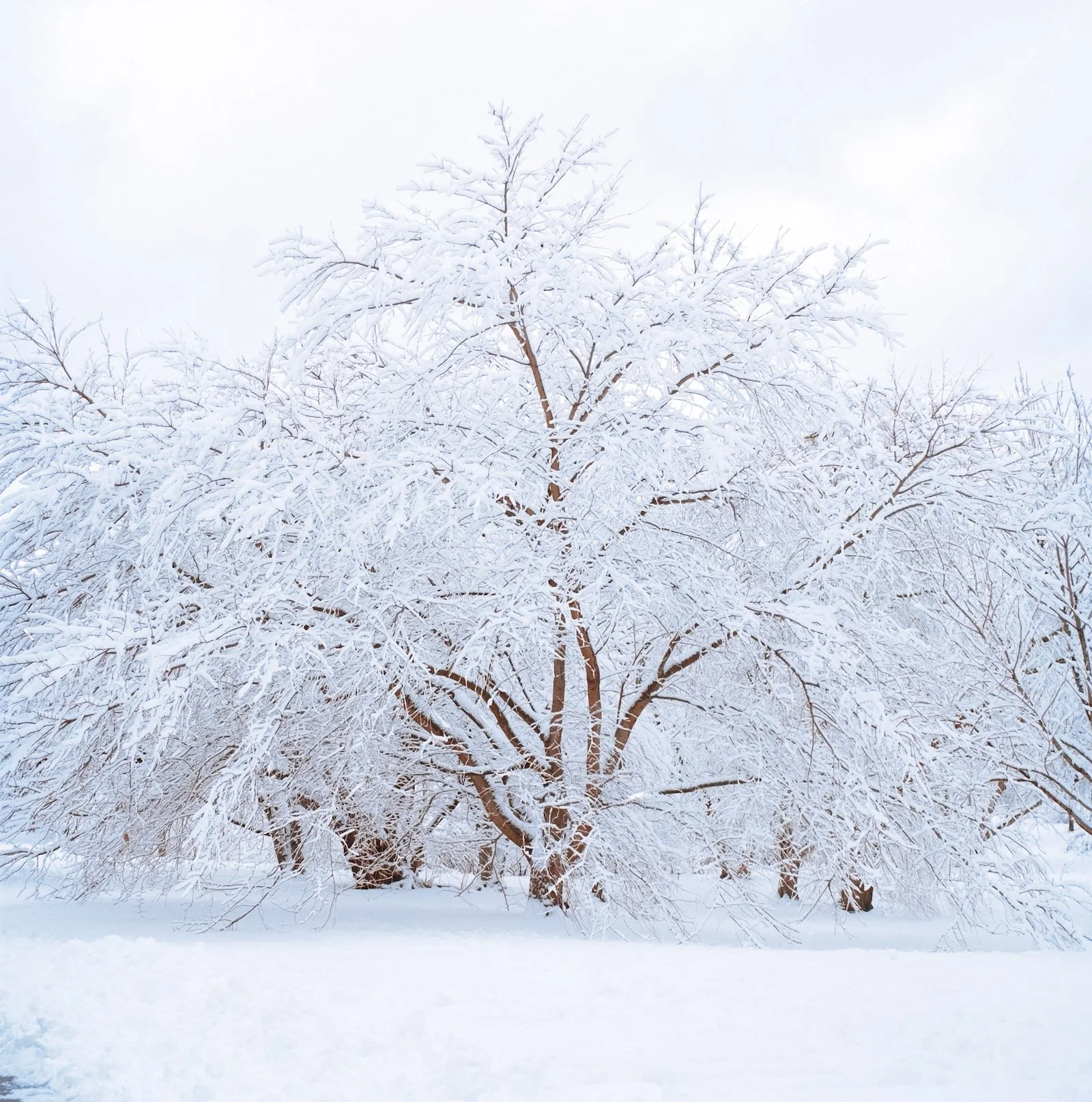 Whiteout - Boston - January 2026