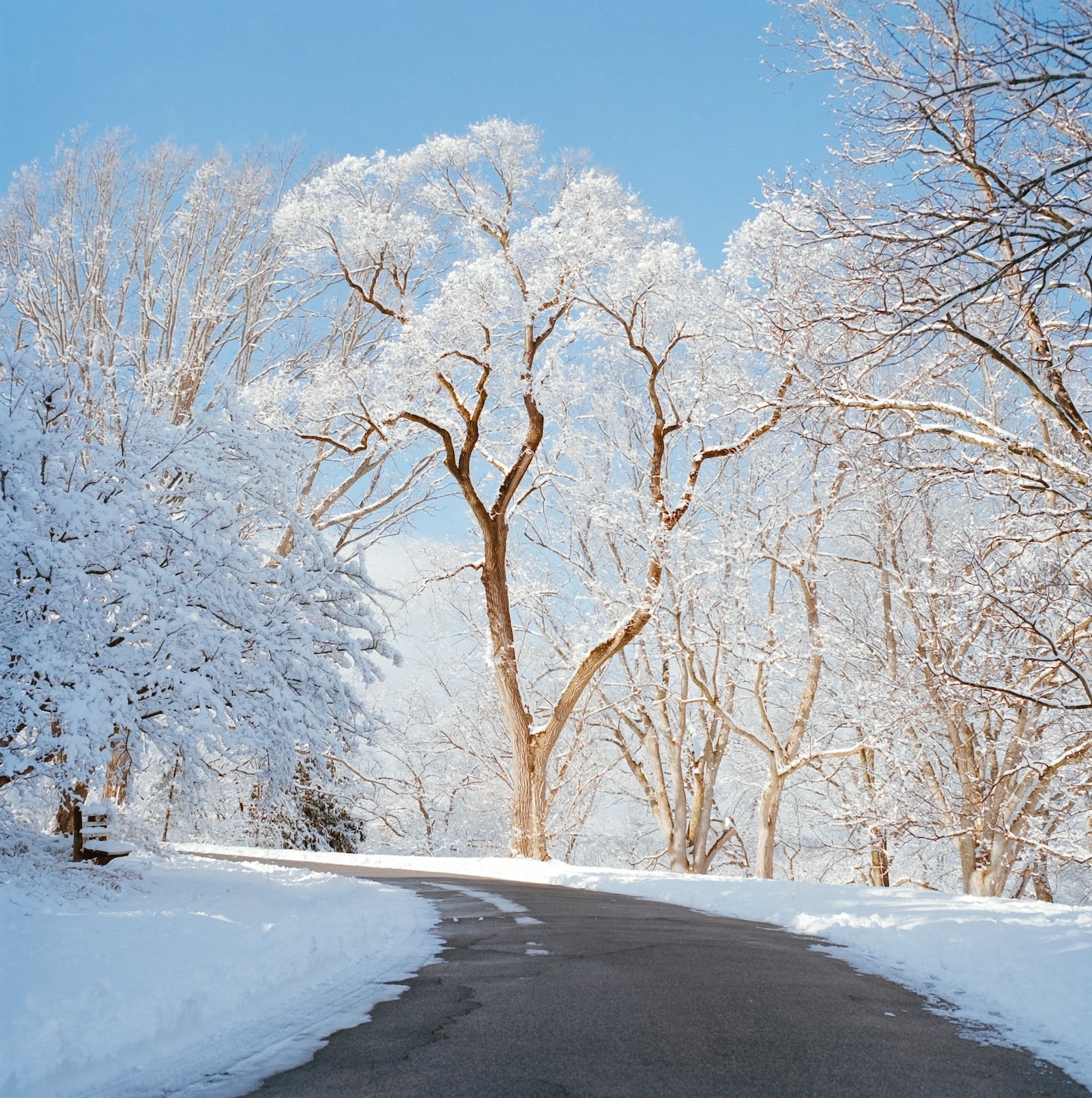 Arnold Arboretum in Winter - Boston - January 2026