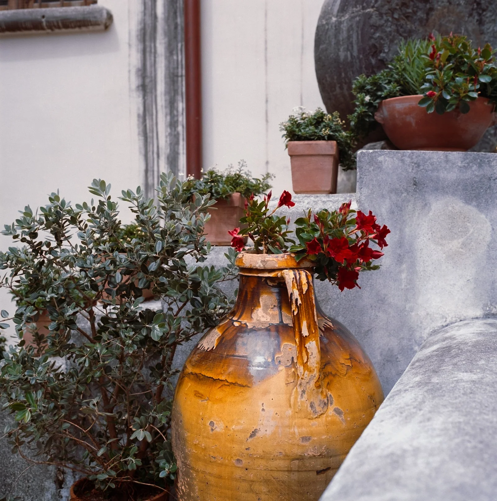 Potted Plant - Italy - April 2026