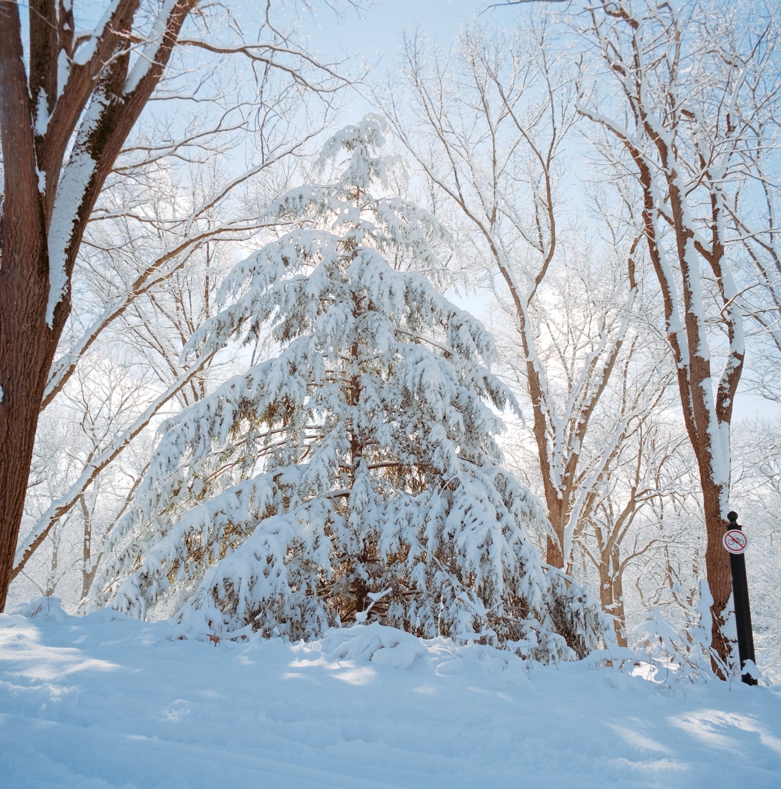 Snow Covered Tree - Boston - January 2026