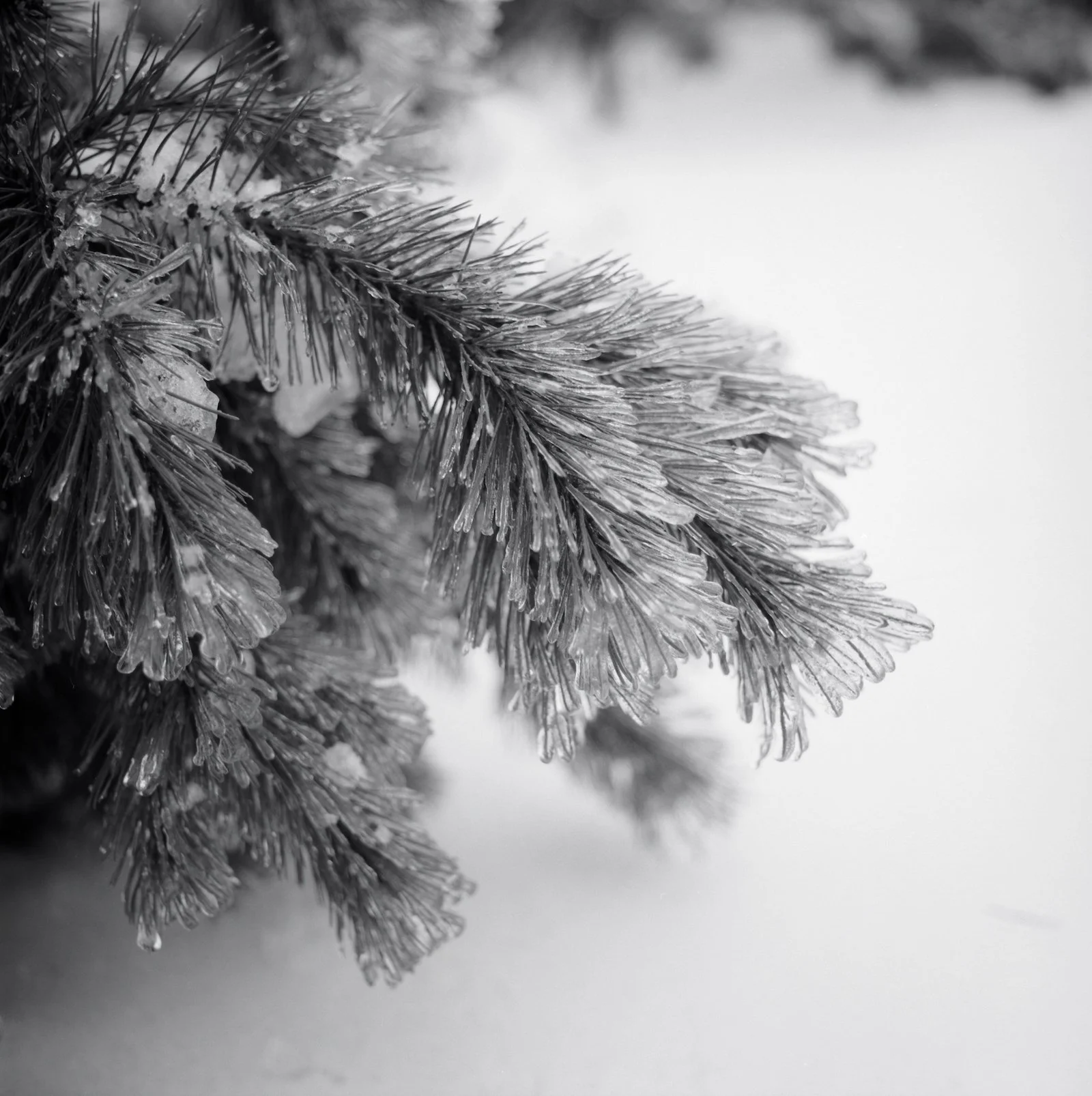 Frozen Pine - Vermont - December 2025