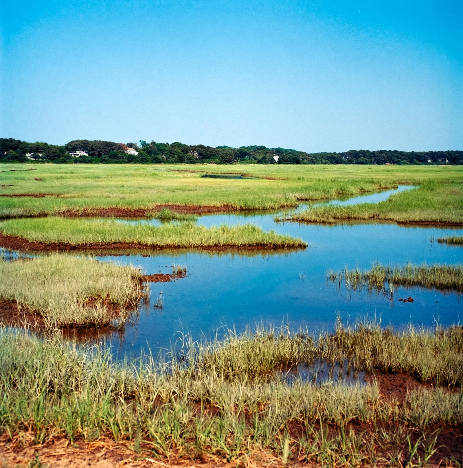 Saltwater Marsh - Cape Cod - July 2026