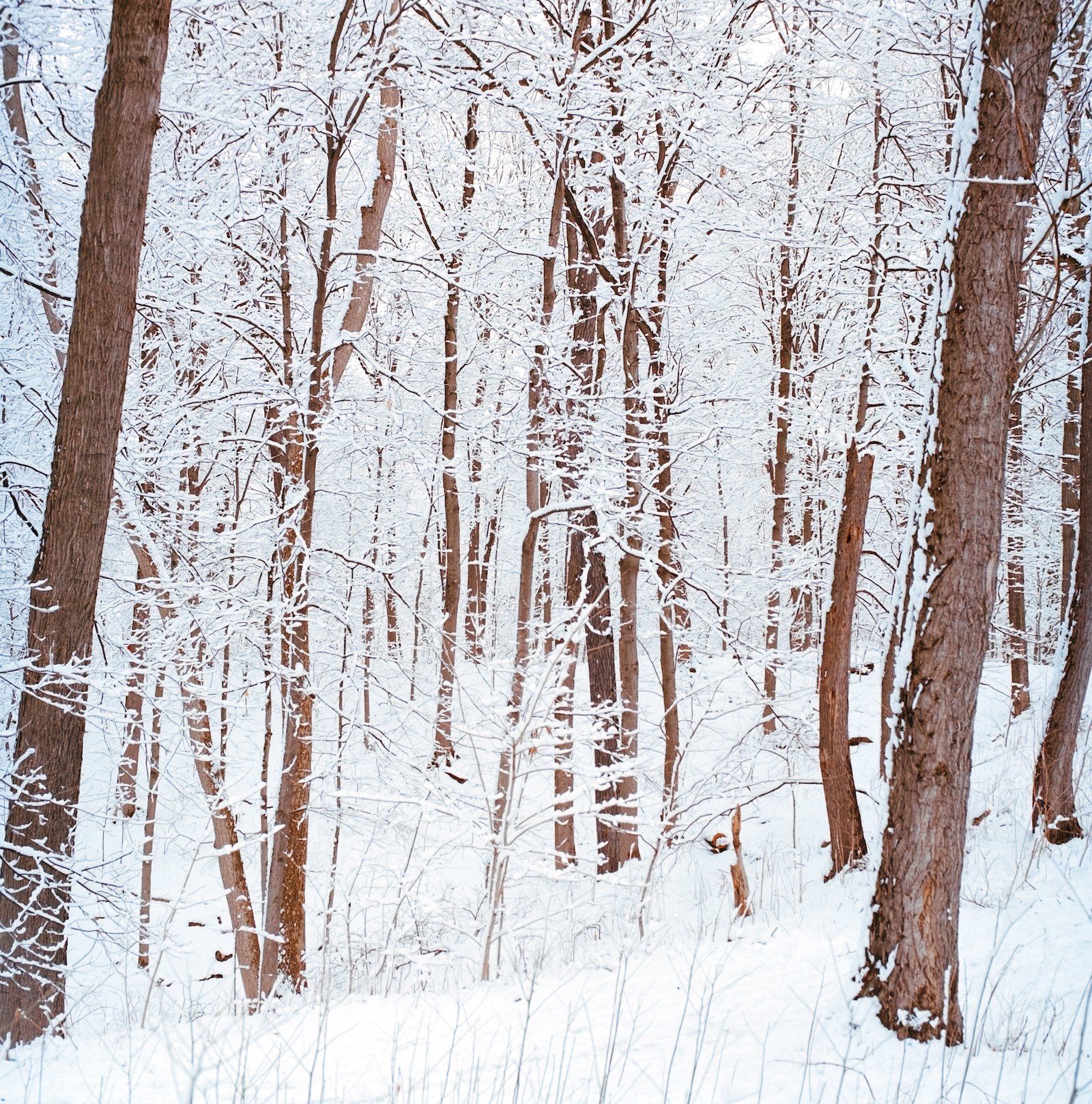 White Forest - Boston - January 2026