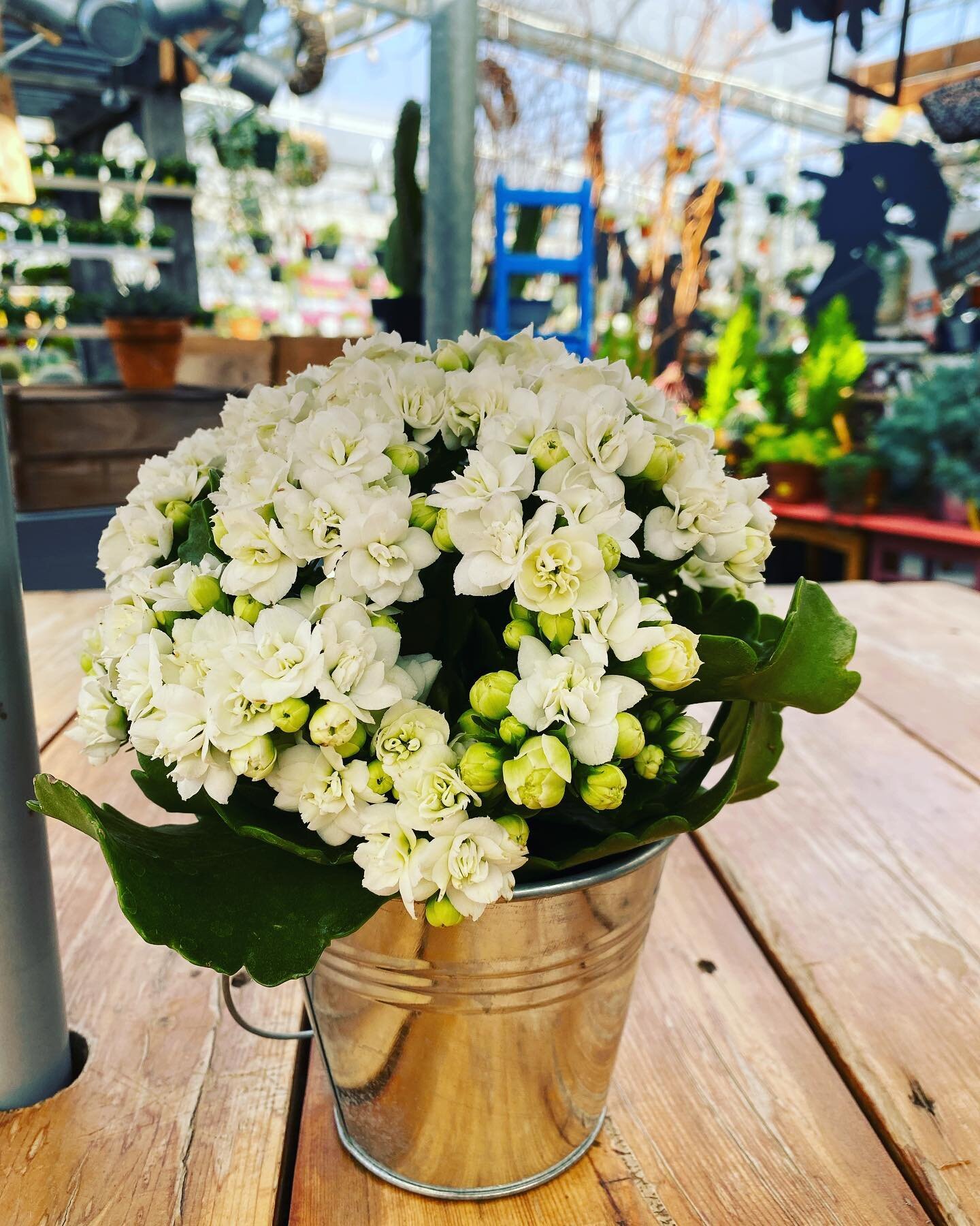 Happy mother&rsquo;s day 💕 
#deherdtgardens 
#barrheadsgardencenter 
#mothersday 
#indoorpatio