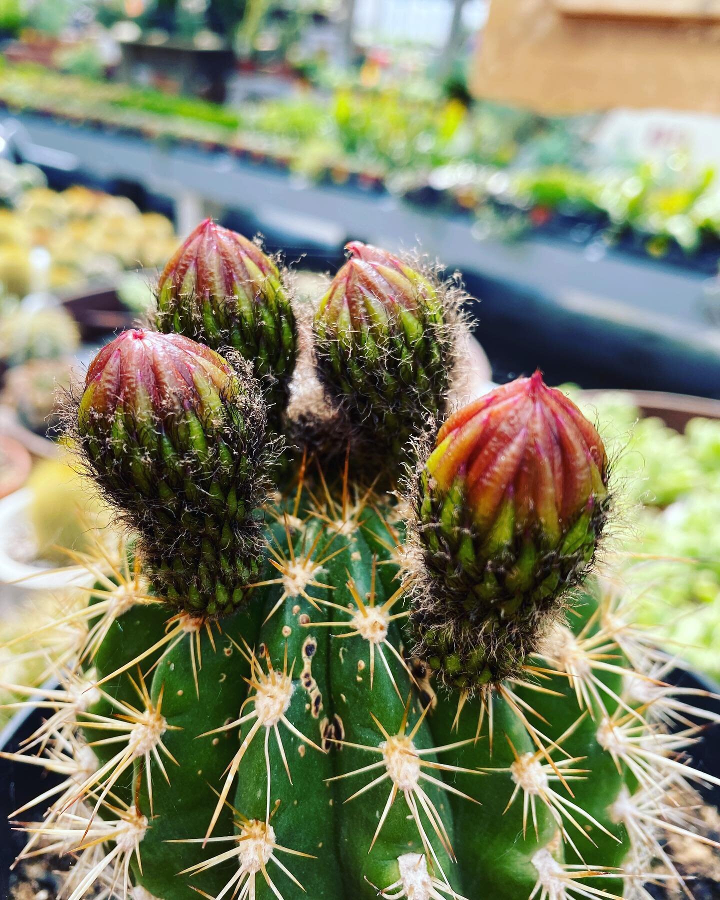 Yes you see that correctly!
4 blooms are coming 😊 
We are open 9 to 7
#deherdtgardens 
#barrheadsgardencenter 
#springatdeherdtgardens 
#cacti