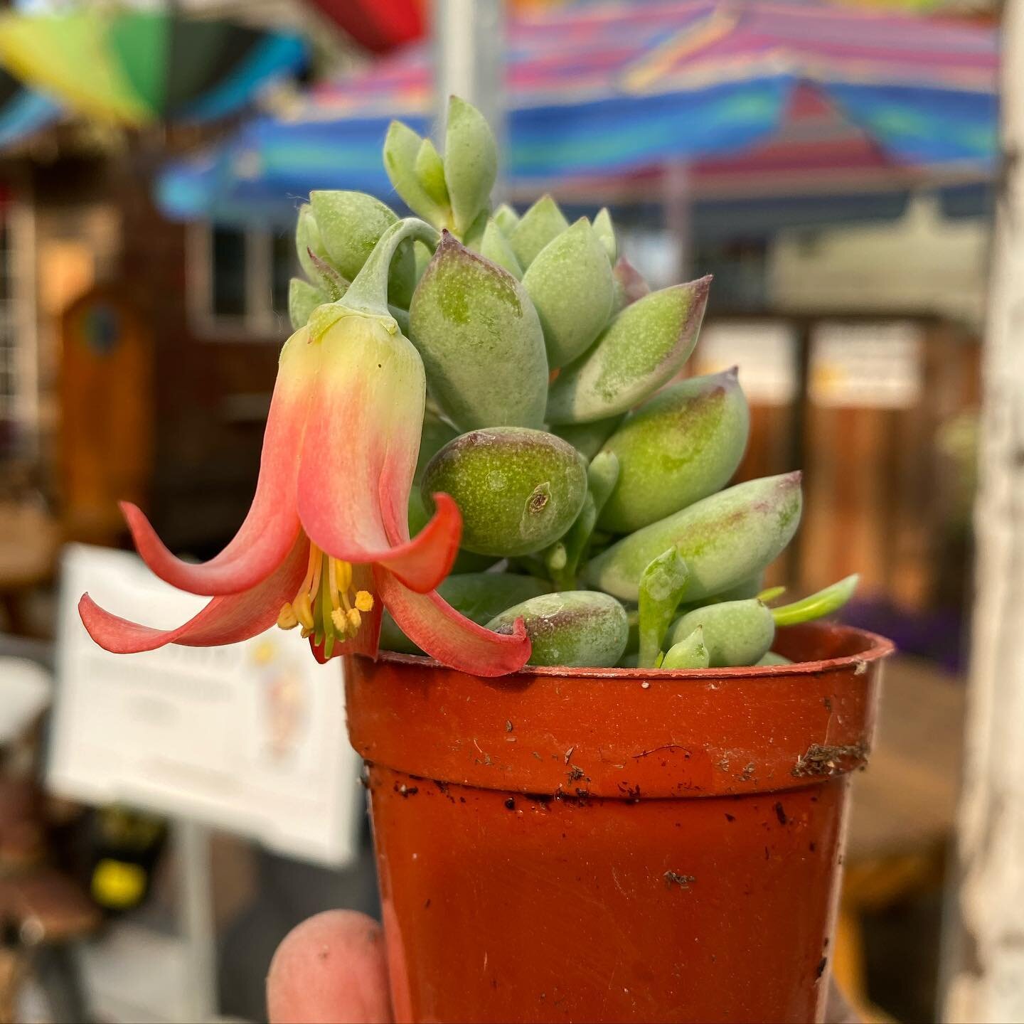 The fundraiser succulent boxes are shipping out tomorrow 😊 
All the varieties you will get in your boxes are grown by us but some of them origin from countries way passed Canada 🇨🇦 
We hope you will enjoy them
#succulentsbydeherdtgardens 
#deherdt