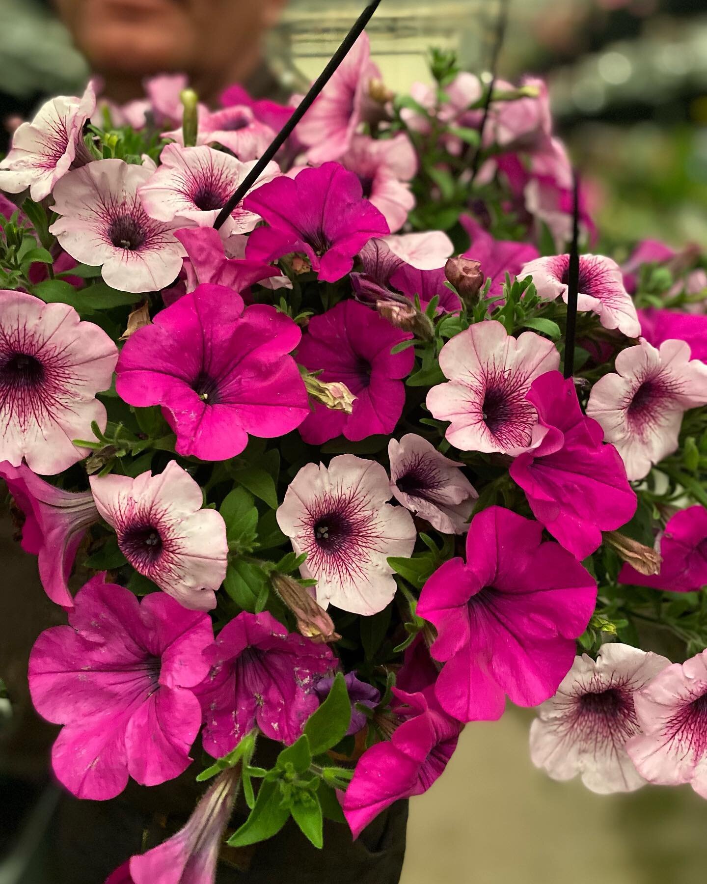 Taking down a basket at night, look at these colours 💕 
#deherdtgardens
#barrheadsgardencenter 
#springatdeherdtgardens