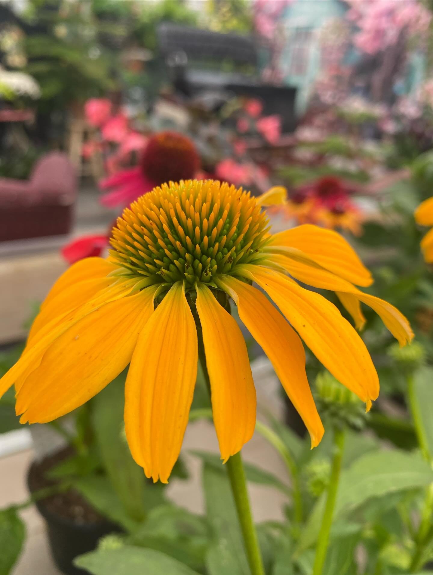 Good morning 😊 
We are open today 9 to 5
#coffeeshop 
#deherdtgardens 
#barrheadsgardencenter 
#aplacetovisit