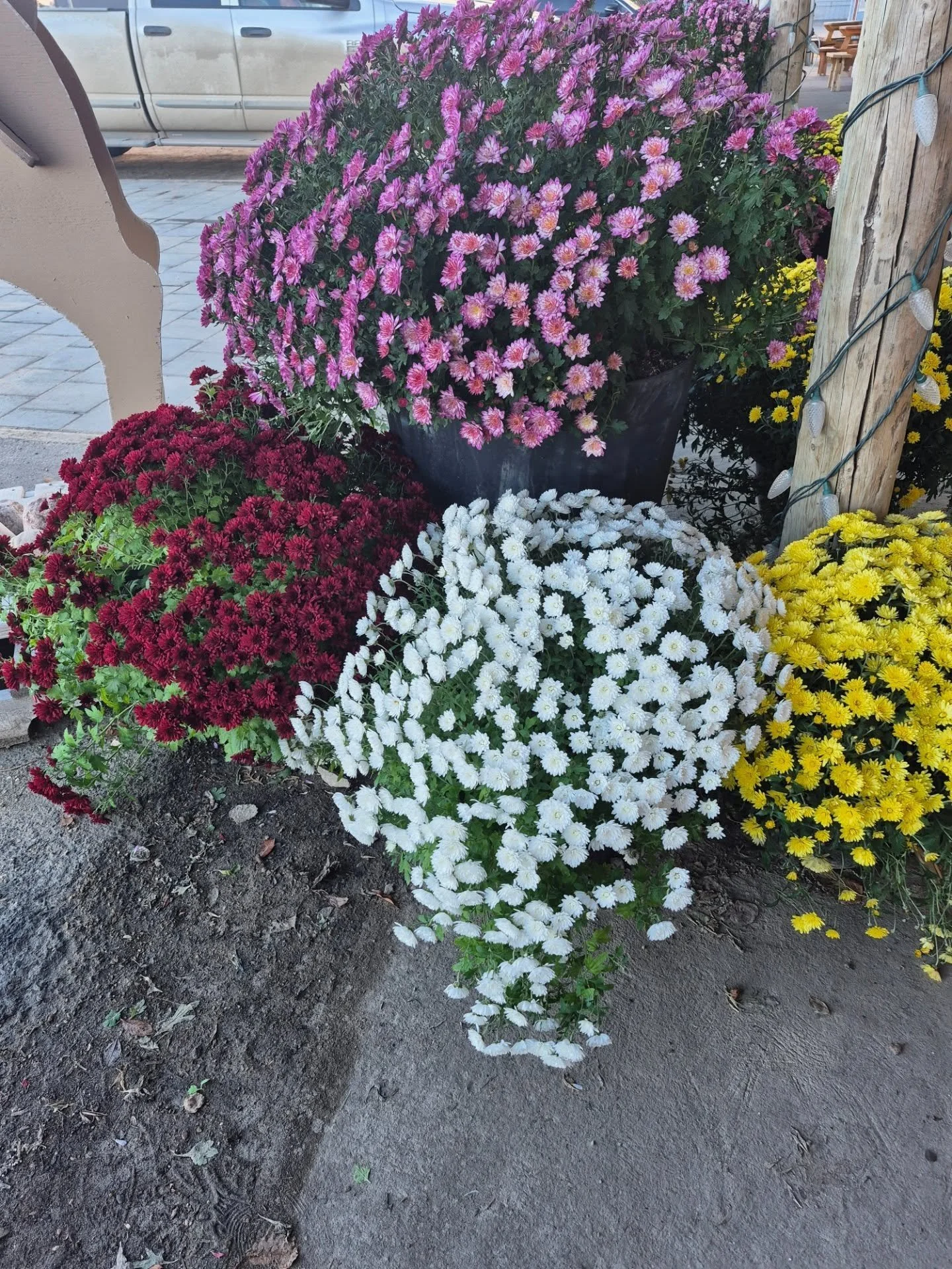 Garden mums are buy 1 get 1 FREE!! These beautiful pots are in full bloom and ready to add colour to your doorstep!