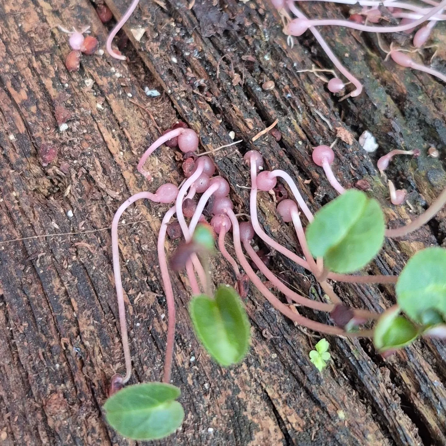 Cyclamen growing on barnwood (never seen this before 🙃)
We are open 9 to 6
#coffeeshop 
#deherdtgardens 
#barrheadsgardencenter