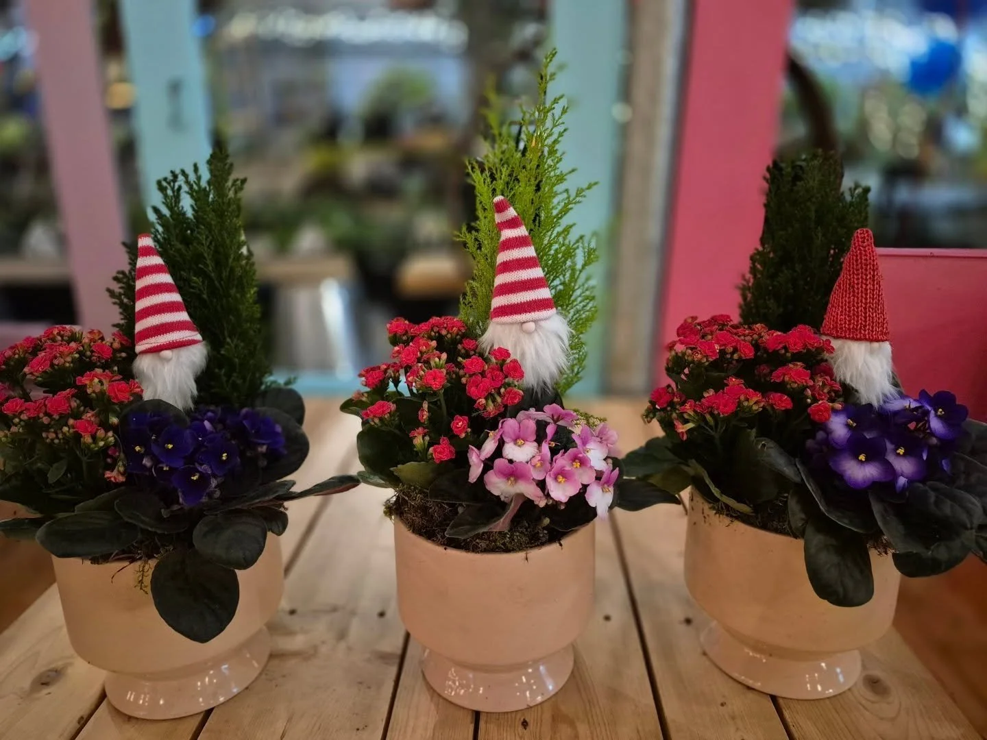 Cute Christmas arrangements 🙂 tomorrow Saturday the Barrhead quilters from the heart will be here 🥰
We are open 9 to 6
#deherdtgardens 
#christmasatdeherdtgardens 
#coffeeshop