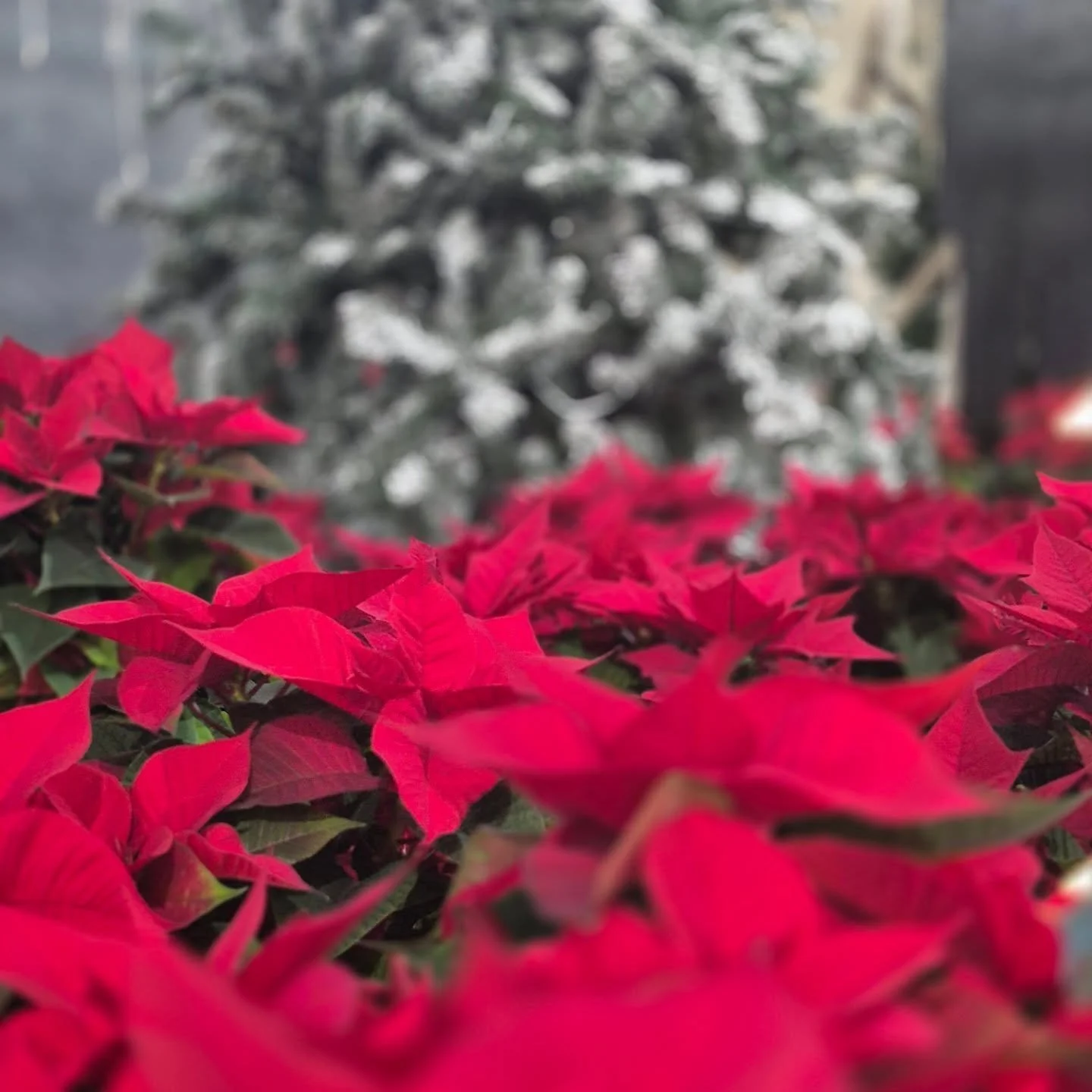 An evening for shopping, music and snacks from 5 to 8 🙂
Barrhead's Quilters From The Heart will be here during the day ...and Mrs Claus will stop by around 3 🤶
We look forward seeing you 🙂
#deherdtgardens 
#christmasatdeherdtgardens 
#coffeeshop