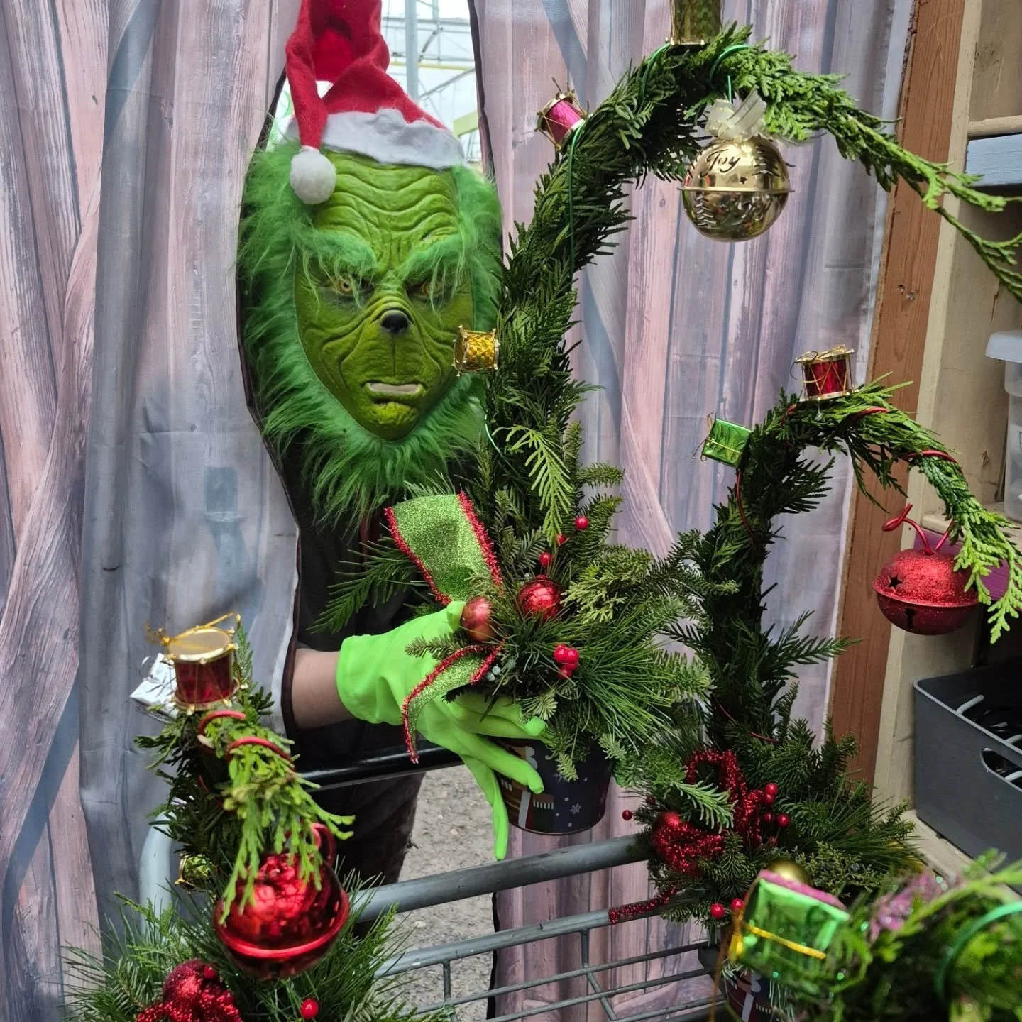 Caught on camera ... the Grinch was steeling our whoville trees 🙃 our store is open 9 to 6
#deherdtgardens 
#whovilletree 
#coffeeshop