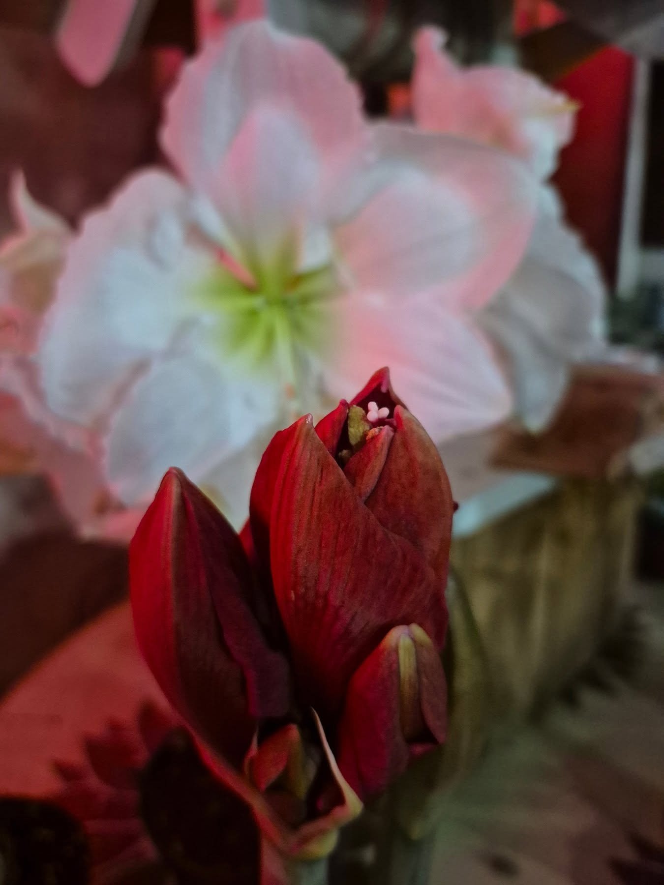 The amaryllis at night will look beautifully bright (the day after 🥰)
We are open 9 to 6
#deherdtgardens 
#coffeeshop 
#amaryllis
