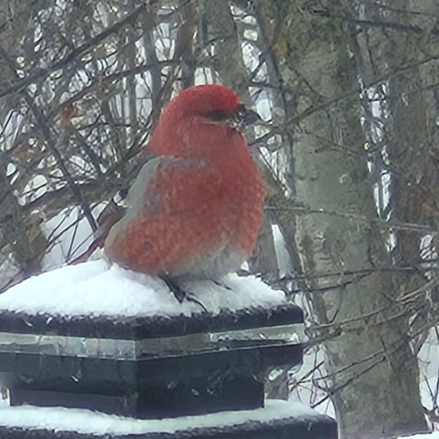 I am so excited seeing all our little visitors 🥰
#deherdtgardens 
#littlebirds