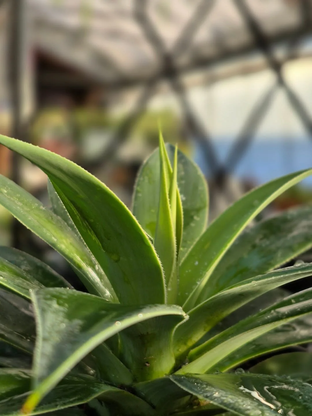 A sunny day to enjoy being in the greenhouse 🙂
Re-opening January 26
#deherdtgardens 
#coffeeshop