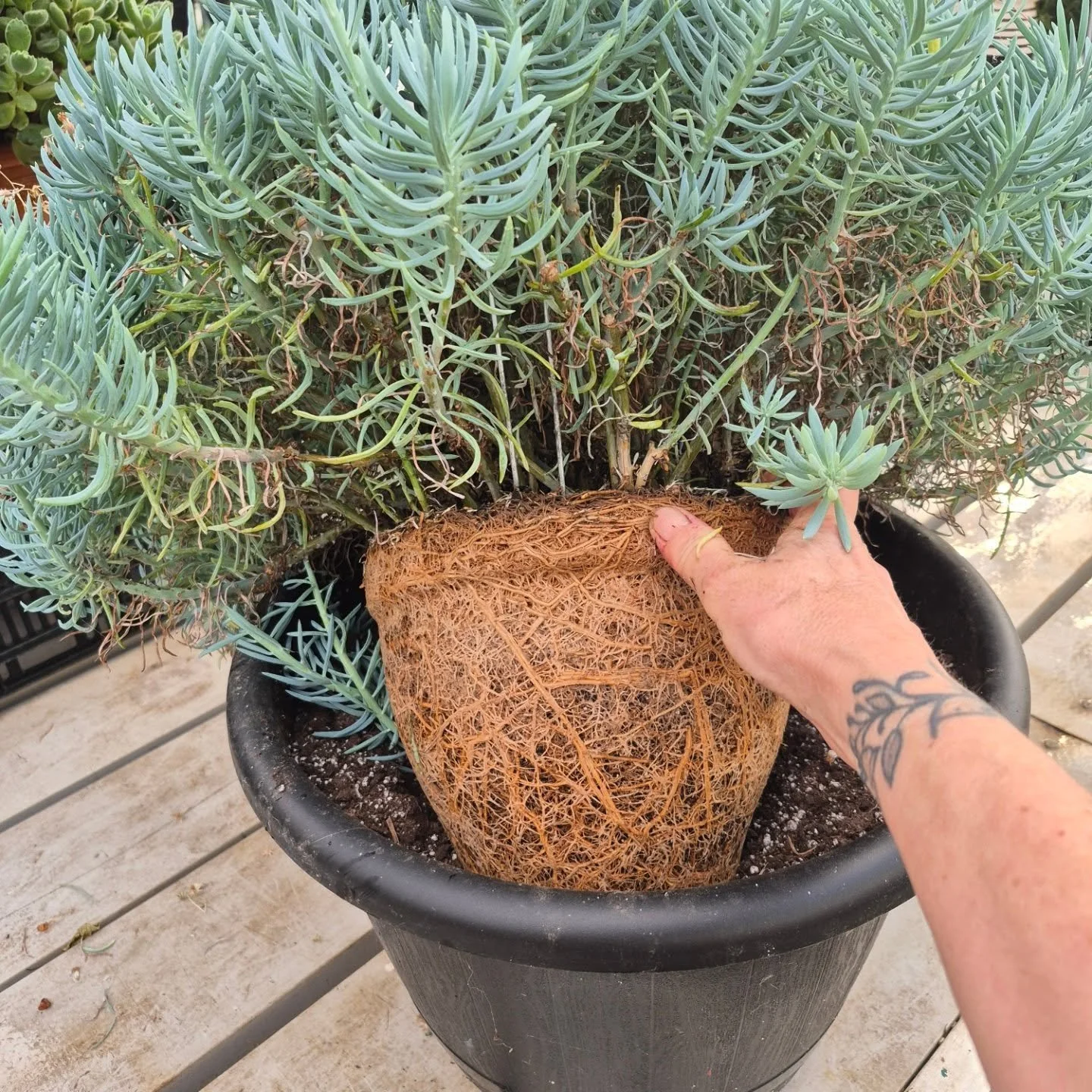 Sometimes i just want to see how big they can get 🙂 time for transplanting
Re-opening on January 26
#deherdtgardens 
#barrheadsgardencenter