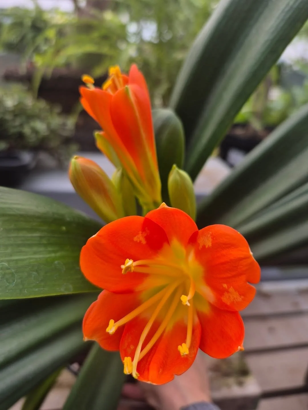 See you back soon 🙂 1 more week off 
Re-opening on January 26
#deherdtgardens 
#coffeeshop