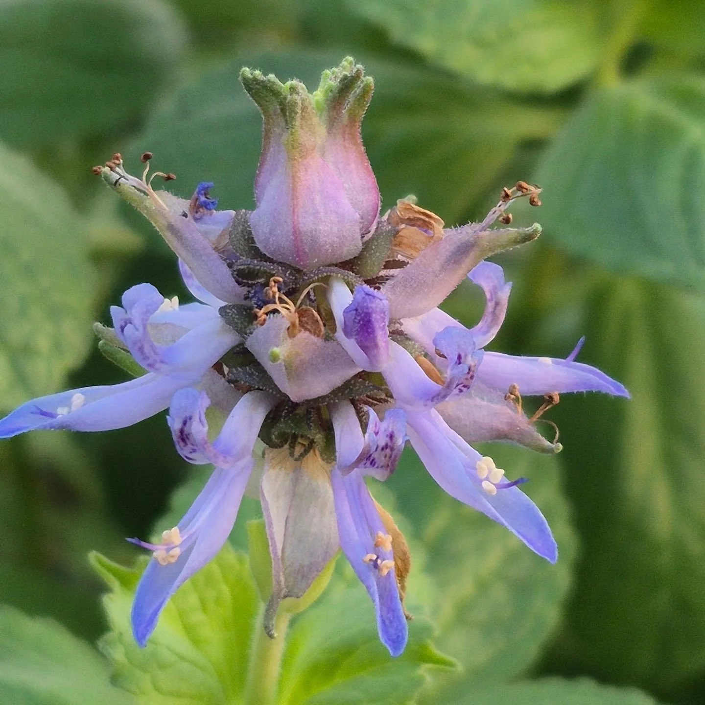 The stinky coleus even stinks in the winter time 🙂 but look at that flower (you forgive the smell 😉)
Re-opening on January 26
#deherdtgardens 
#barrheadsgardencenter 
#coffeeshop