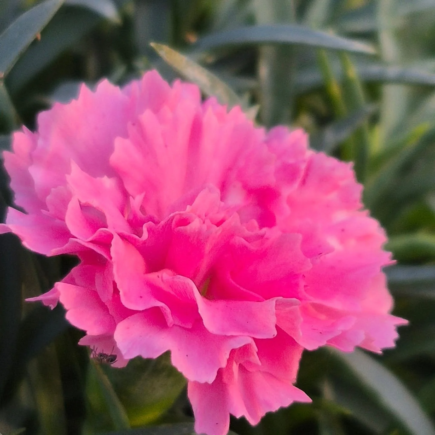 At our growlocation i found a little bit of spring 😉
Re-opening on January 26
#deherdtgardens 
#coffeeshop 
#deherdtgardens