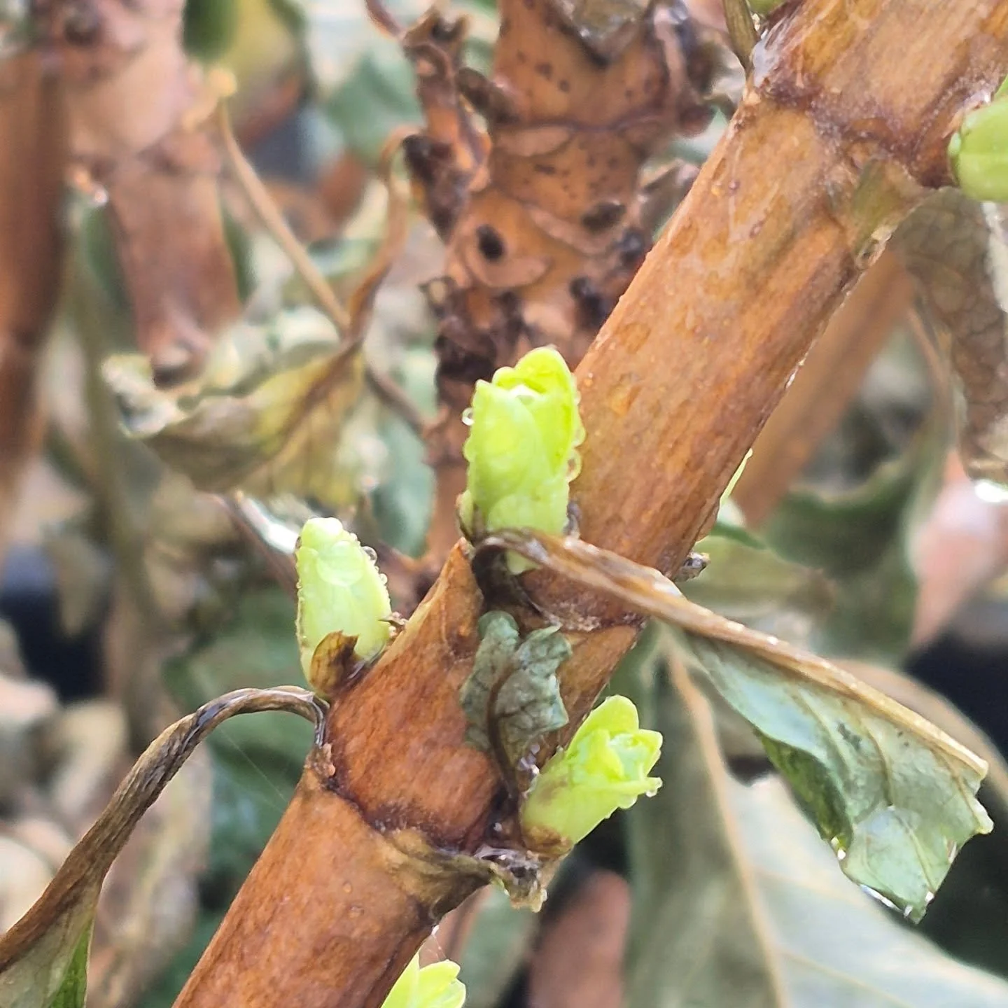 Hopeful little moments 🙂
Re-opening on January 26 AND that is tomorrow 😉
#deherdtgardens 
#coffeeshop 
#barrheadsgardencenter