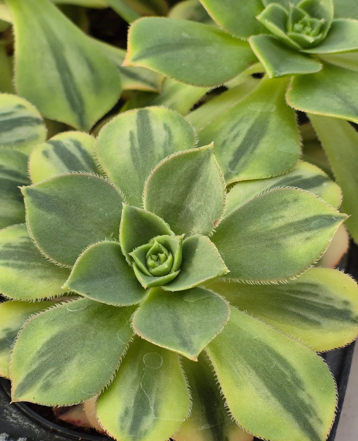 Open today 12 to 6 🙂
#coffeeshop 
#deherdtgardens 
#succulentlover