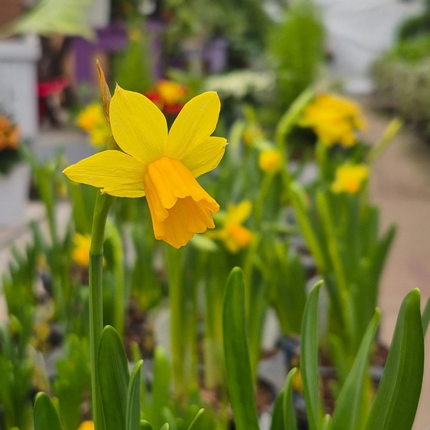That happy feeling when the first daffodils arrive at our gardencenter 🥰 
#deherdtgardens 
#coffeeshop 
#daffodils