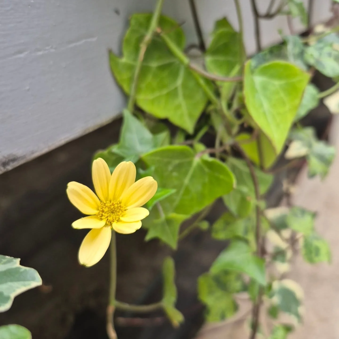 Unexpected blooms can make your day 🙂
We are open 9 to 6
#coffeeshop 
#deherdtgardens 
#barrheadsgardencenter